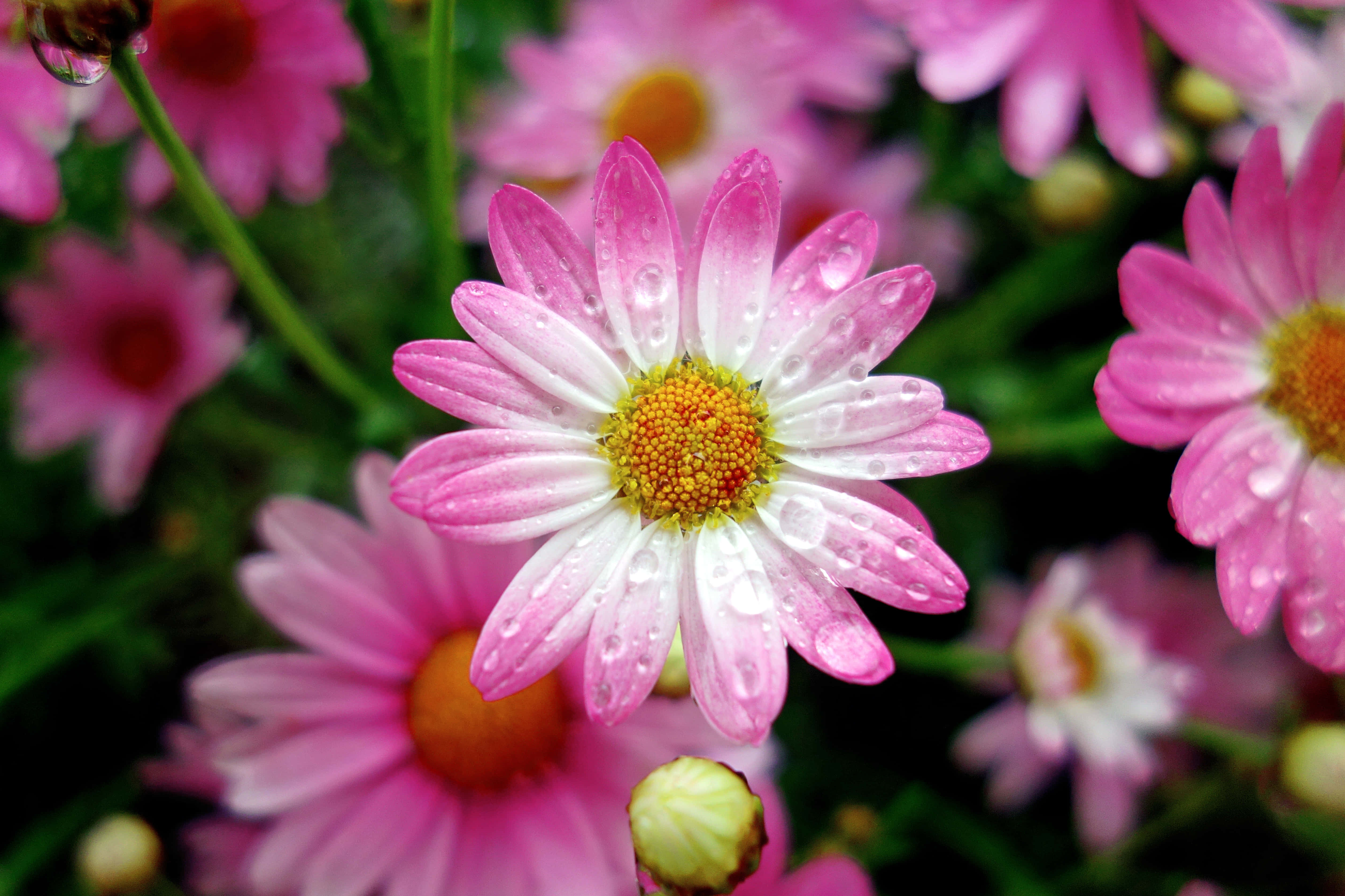 pink spring daisy, iPhone, dew drops, 4K Desktop Wallpaper