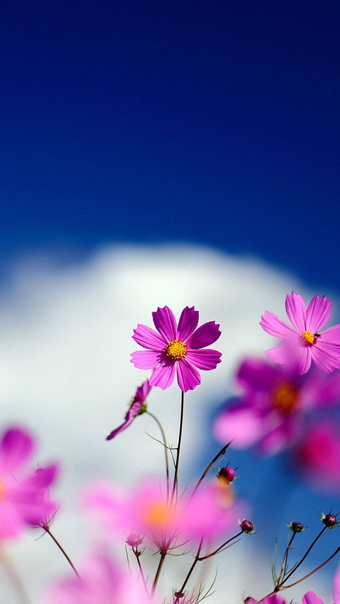 pink cosmos flowers, deep blue sky, soft white clouds, Full HD Phone Wallpaper