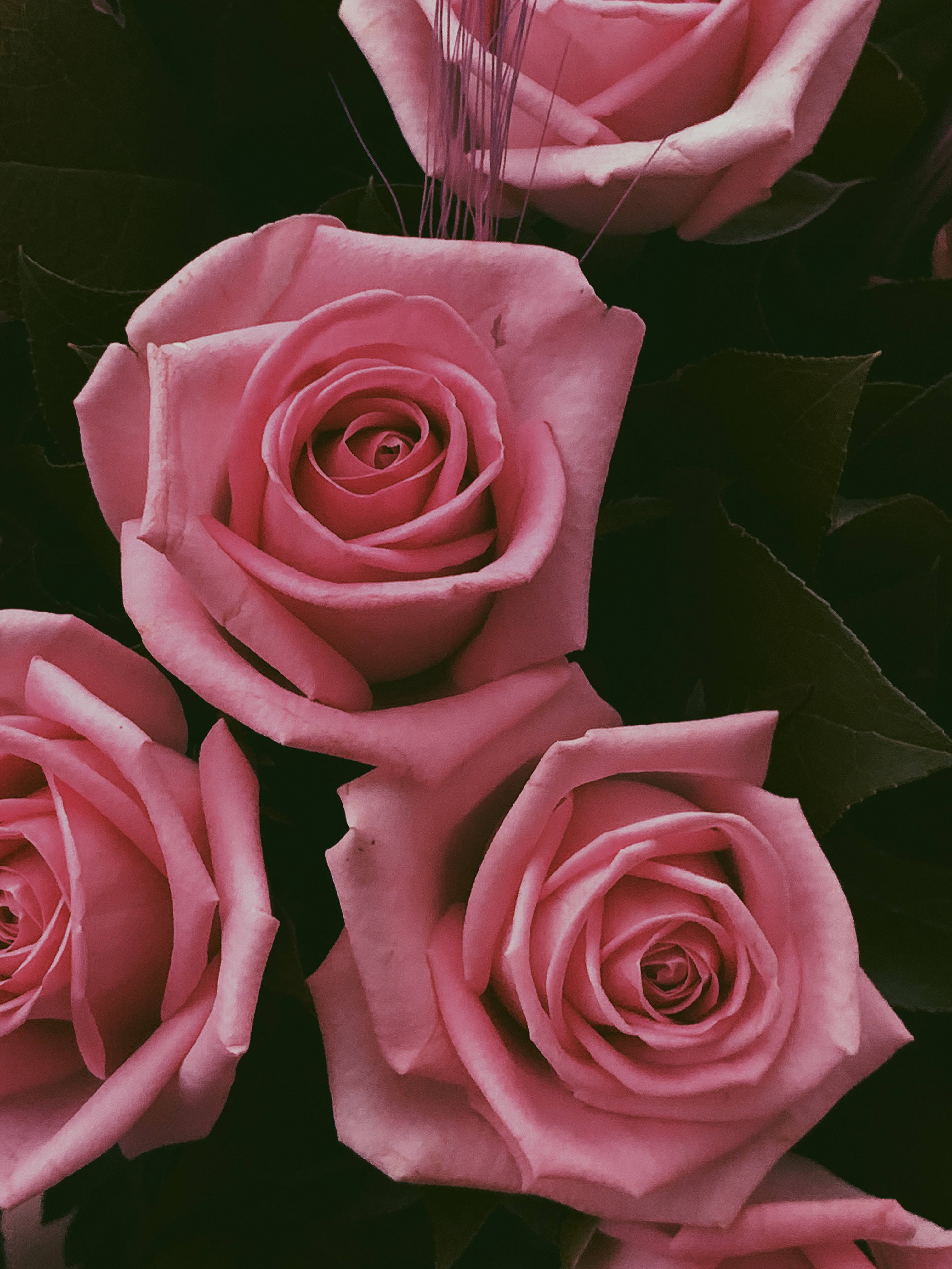 pink roses, delicate petals, dark green leaves, 4K Phone Wallpaper