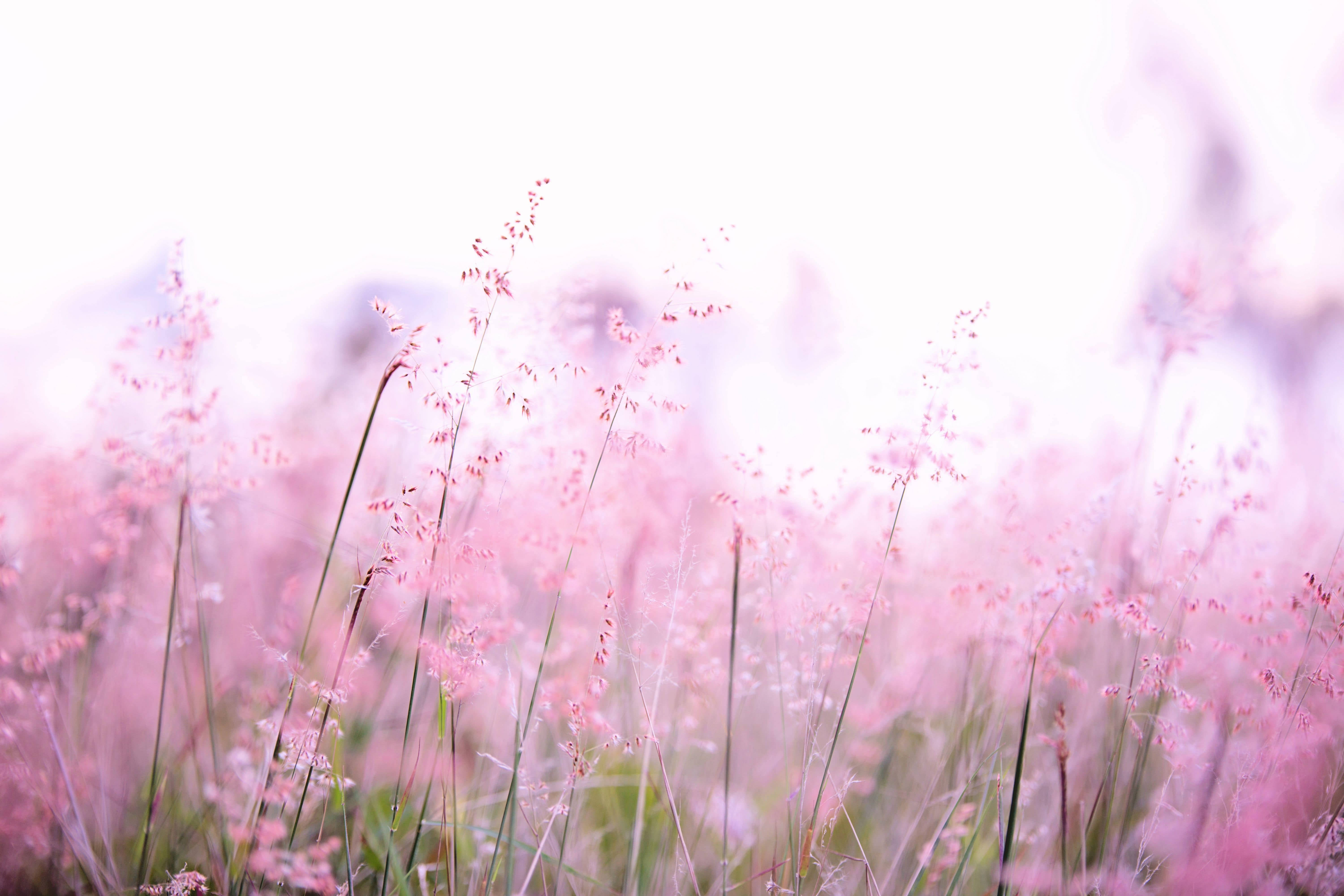 Nature 4K, pink flowers, soft pink grasses, 5K Desktop Wallpaper