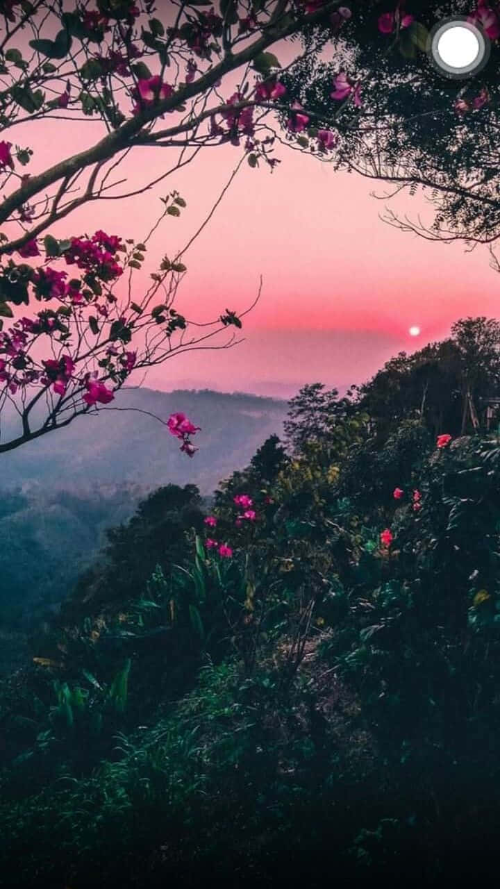 Pink Flowers, serene sunset, misty forested hills, HD Phone Wallpaper