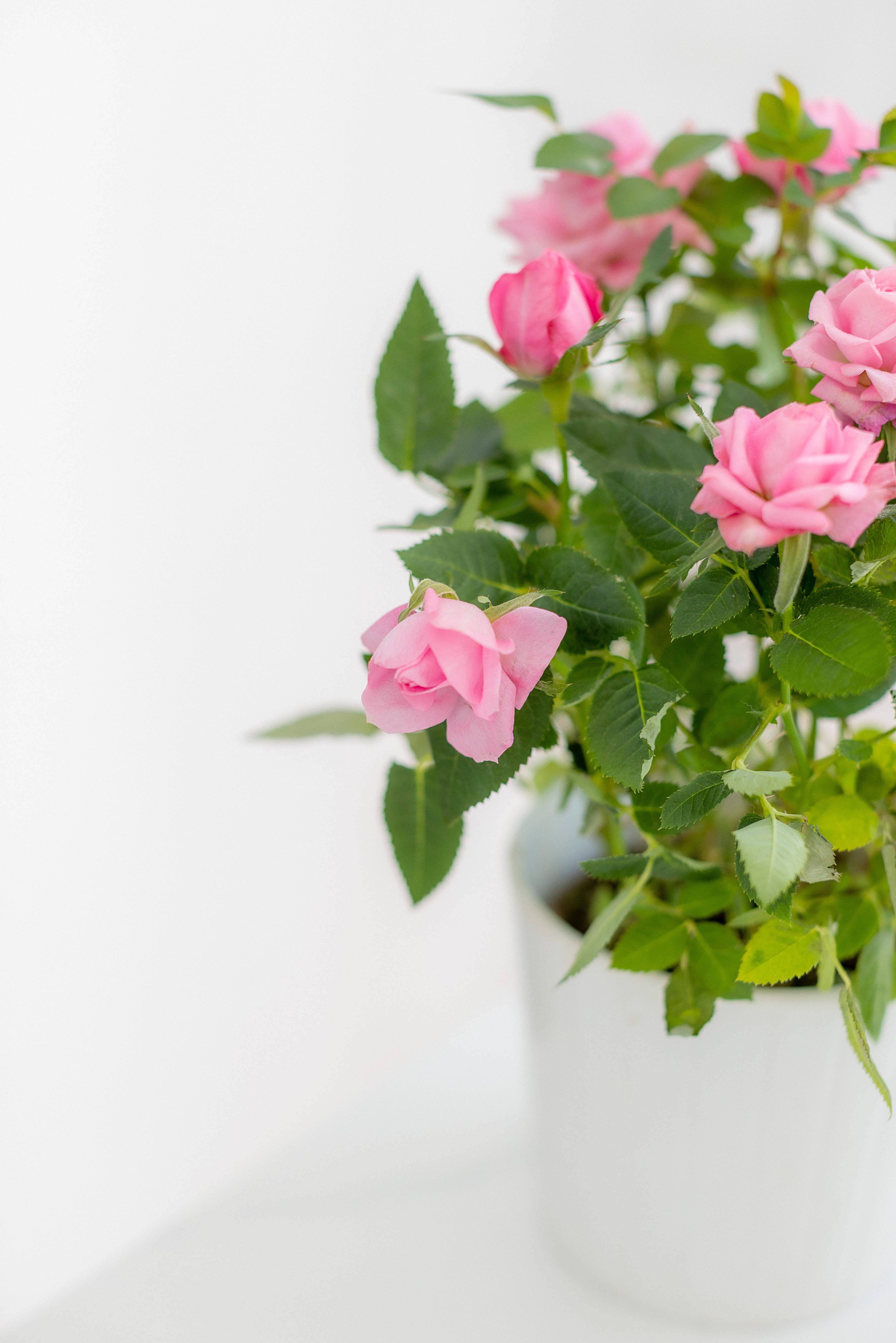 pink roses, lush green leaves, white ceramic pot, 5K Phone Wallpaper