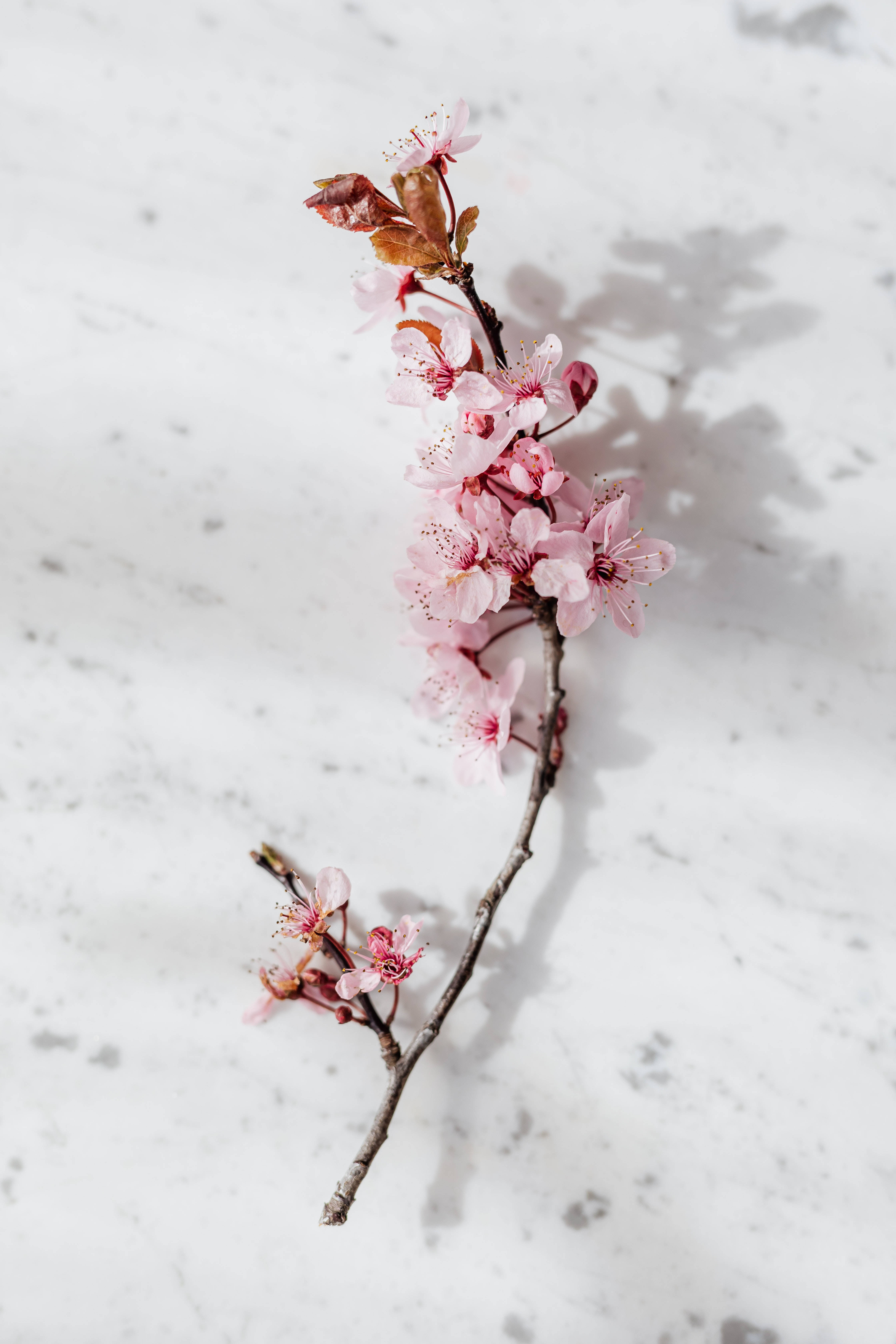 pink cherry blossoms, budding leaves, white marble surface, 5K Phone Wallpaper