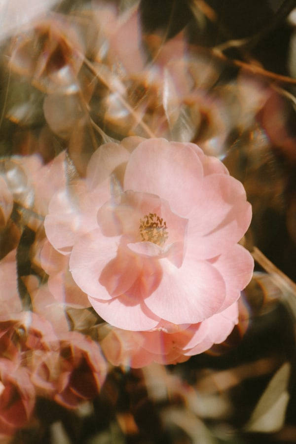 pink flower, vintage flower aesthetic, warm sunlight, SD Phone Wallpaper