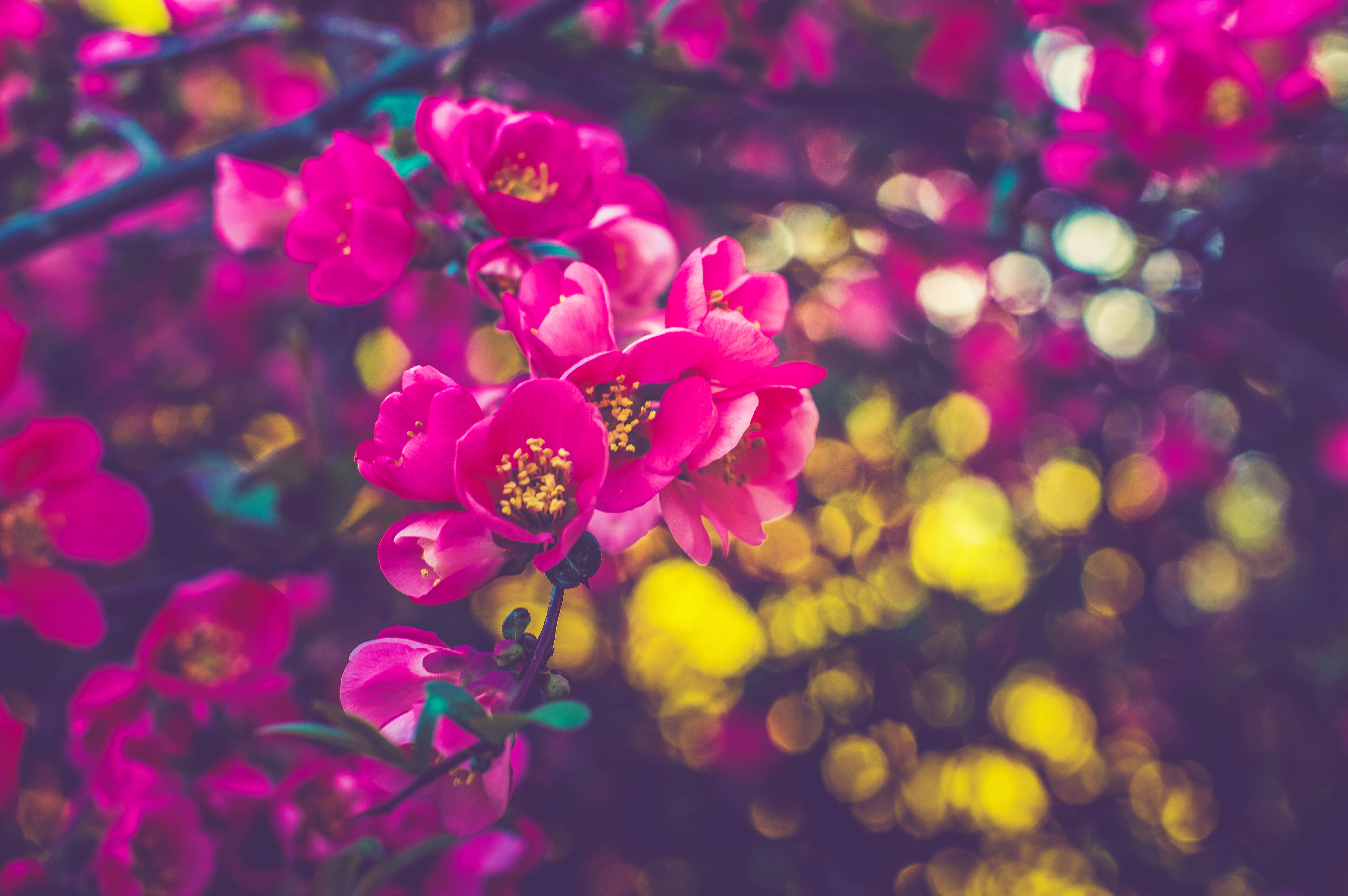 pink blossoms, yellow centers, branch, 5K Desktop Wallpaper
