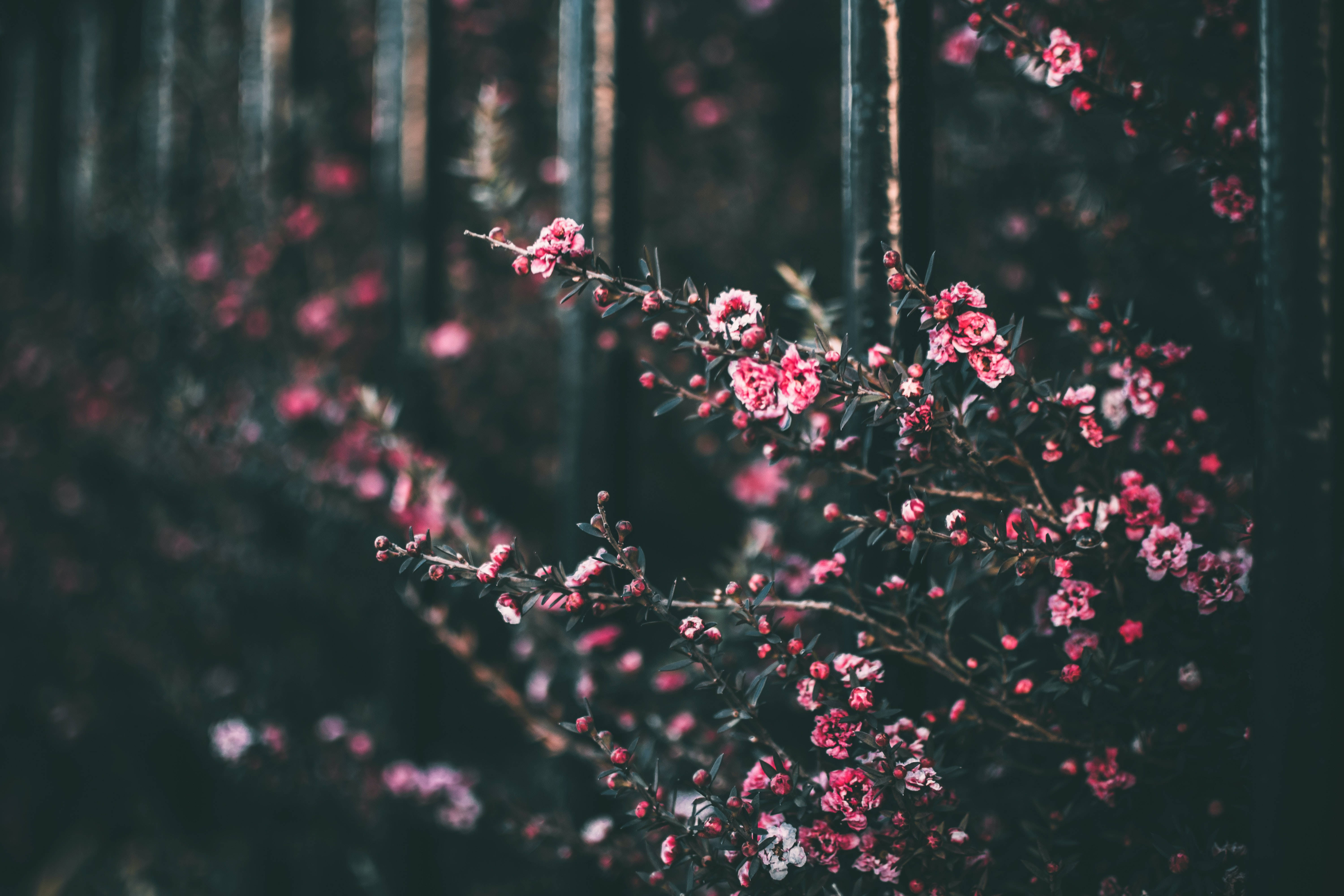 Shadowed Pink Flowers Background, delicate pink blossoms, slender branches, 5K Desktop Wallpaper