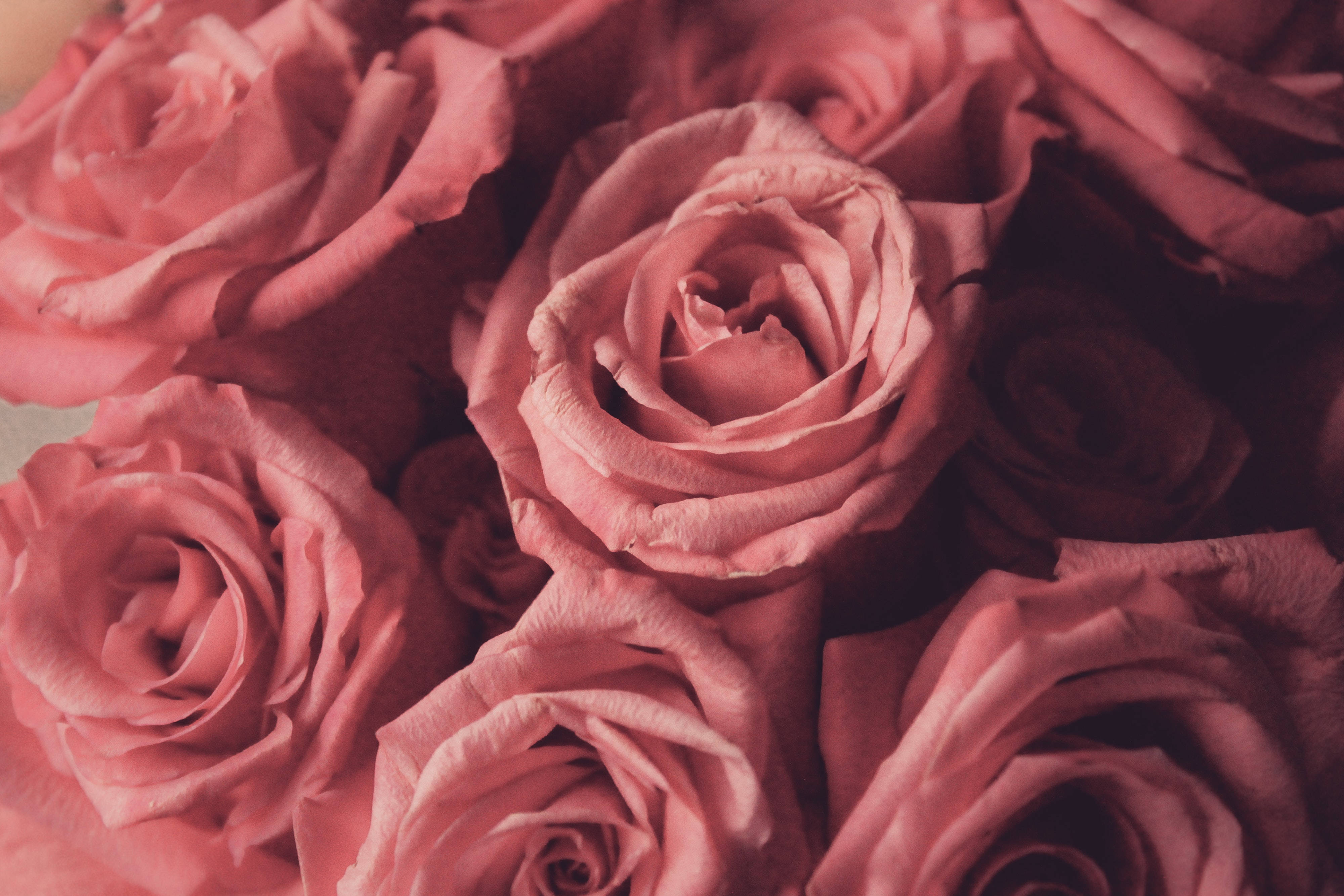 pink flowers aesthetic, roses, soft pink roses, 4K Desktop Wallpaper