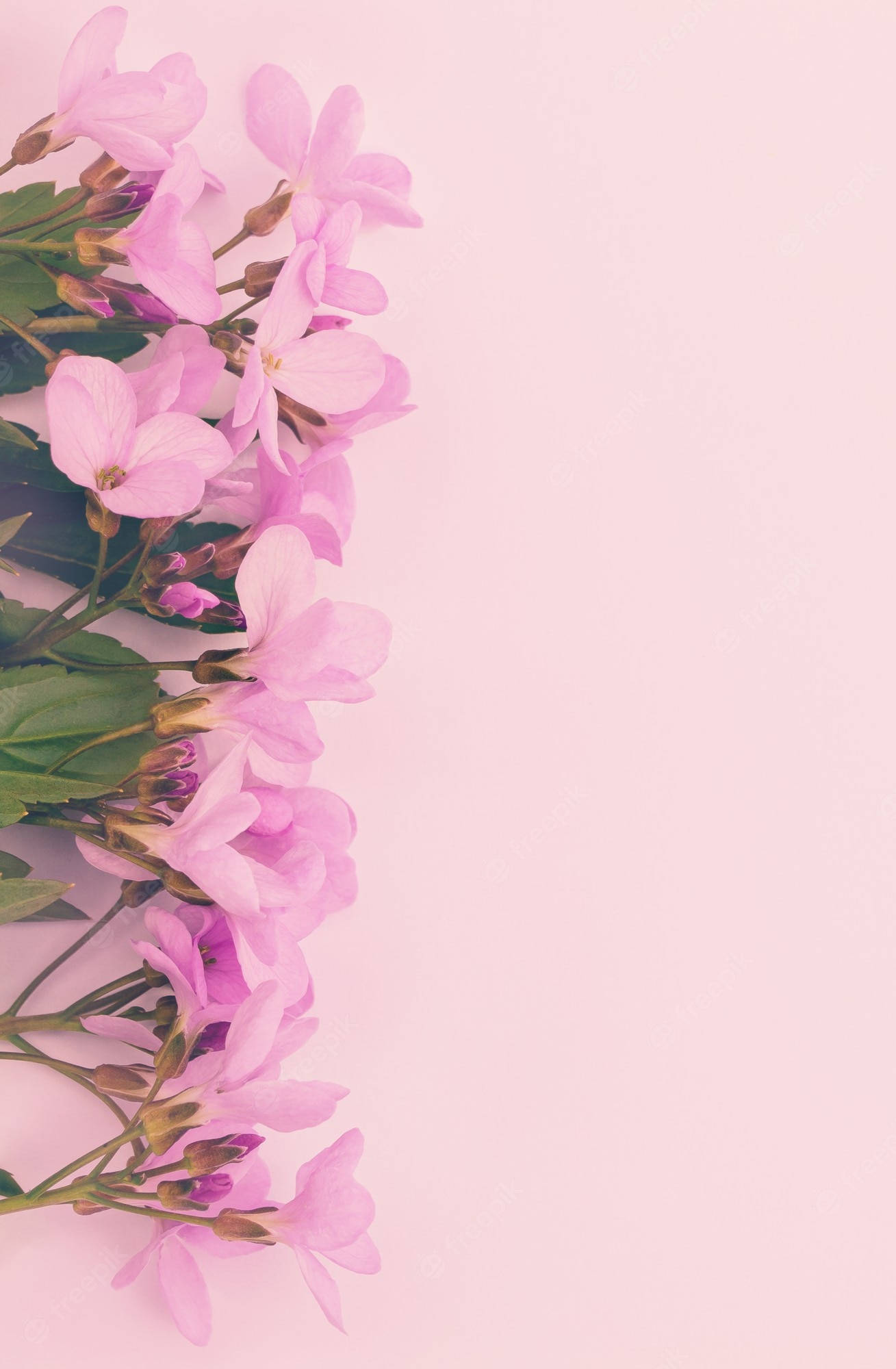 pink phlox flowers, soft pastel pink background, delicate cluster of pink flowers, Full HD Phone Wallpaper