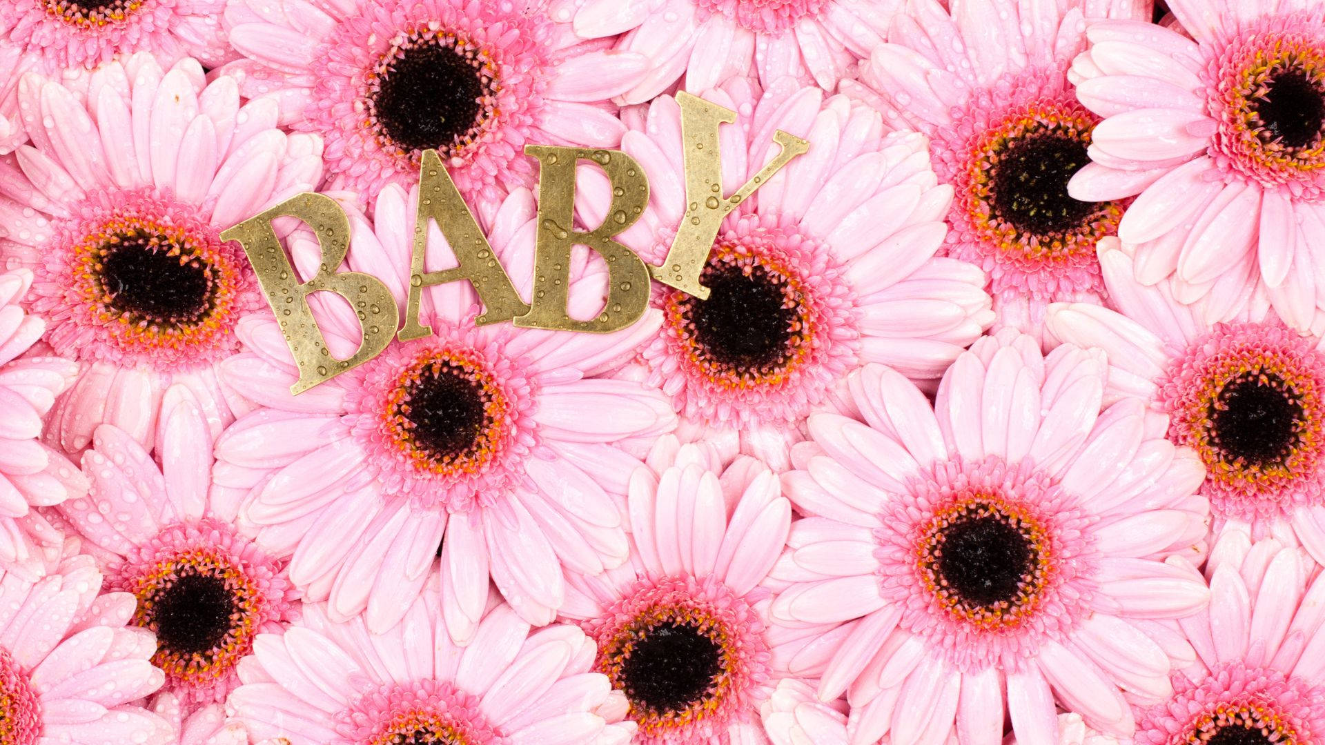 Baby Pink Daisy Flowers, golden 'BABY' letters, vibrant field of pink daisies, Full HD Desktop Wallpaper