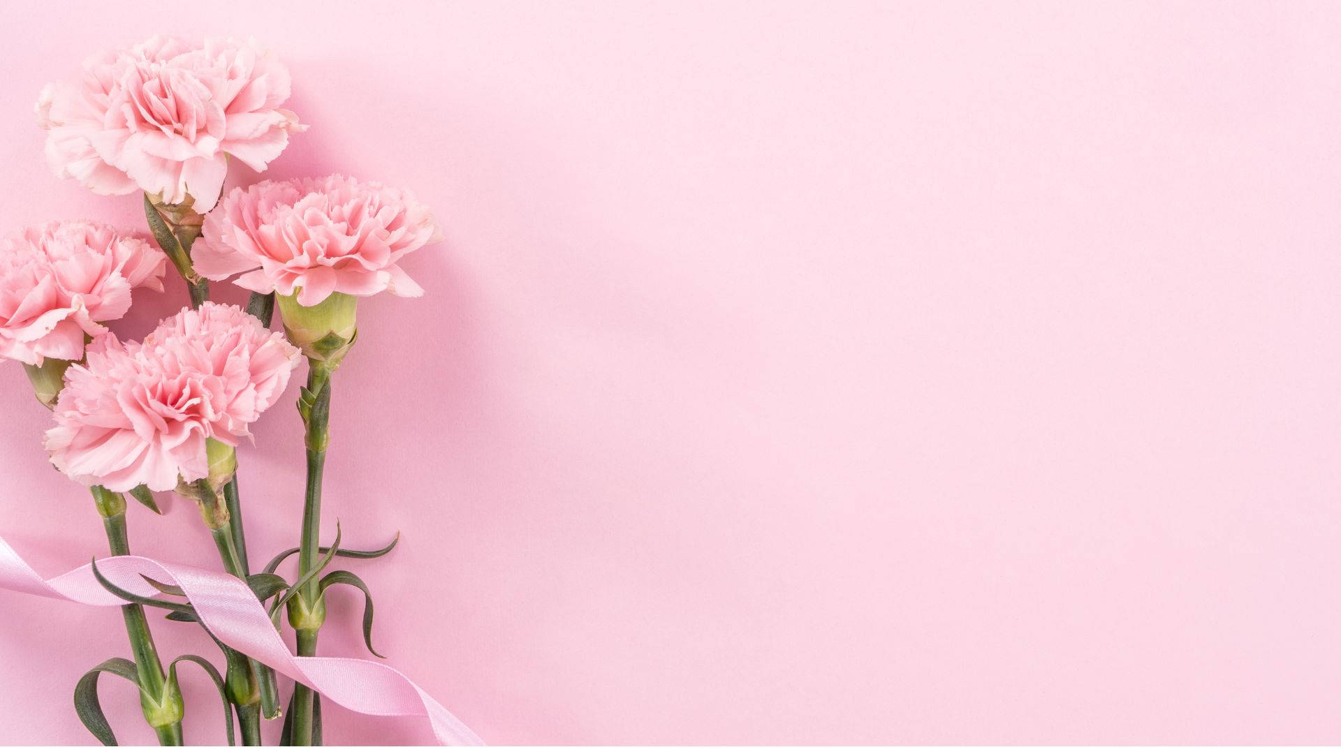 fresh baby pink carnations, soft pink carnations, green stems, Full HD Desktop Wallpaper