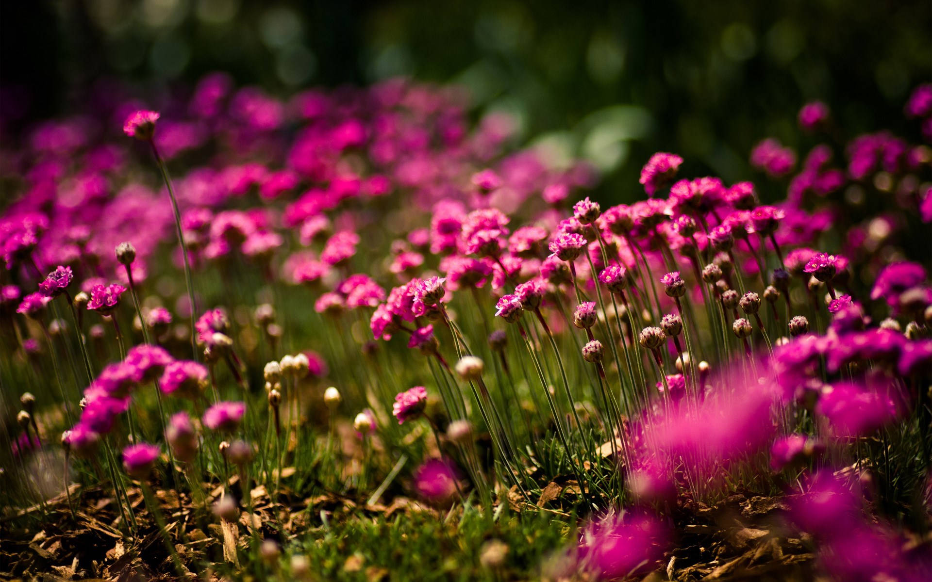 pink wild flowers, vibrant pink, lush green backdrop, Full HD Desktop Wallpaper