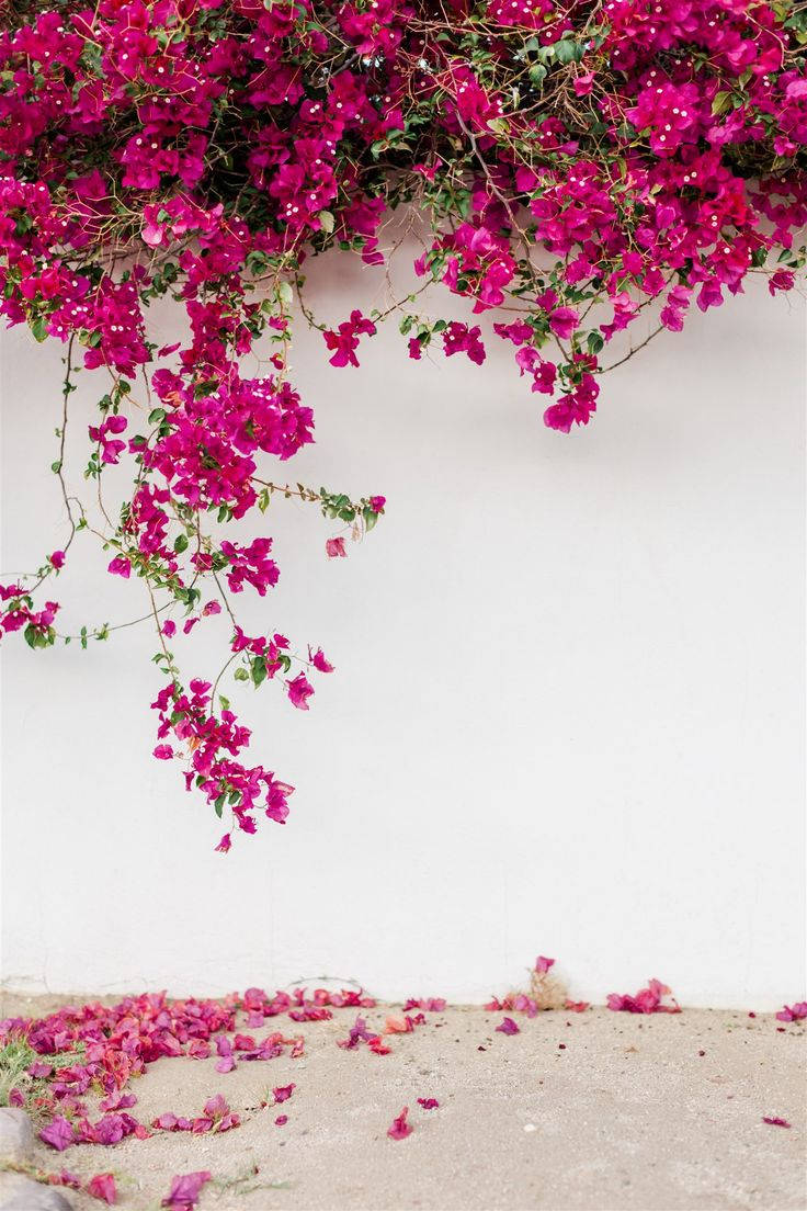 bougainvillea, magenta, white wall, SD Phone Wallpaper