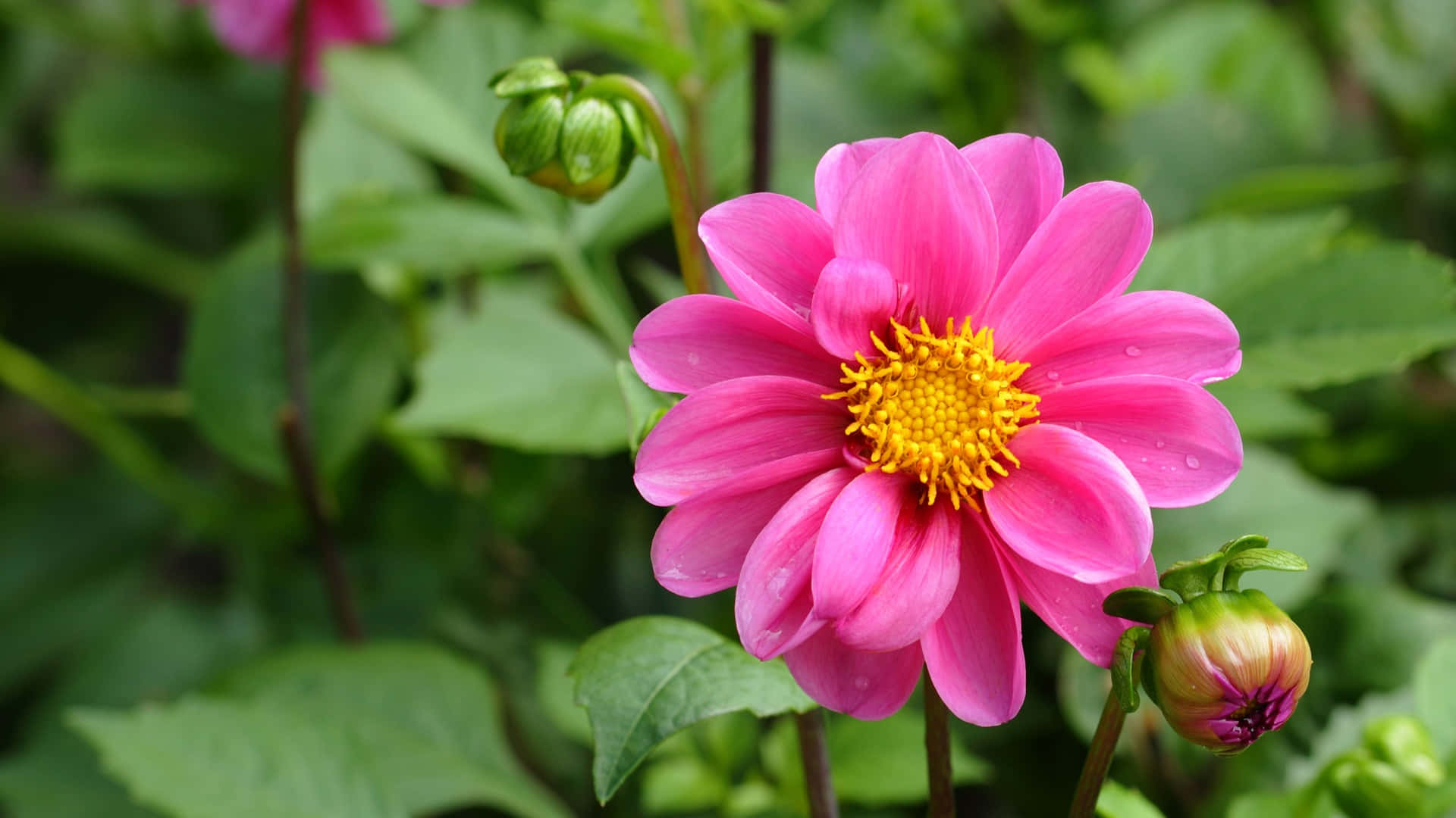 pink dahlia, golden center, lush green foliage, Full HD Desktop Wallpaper