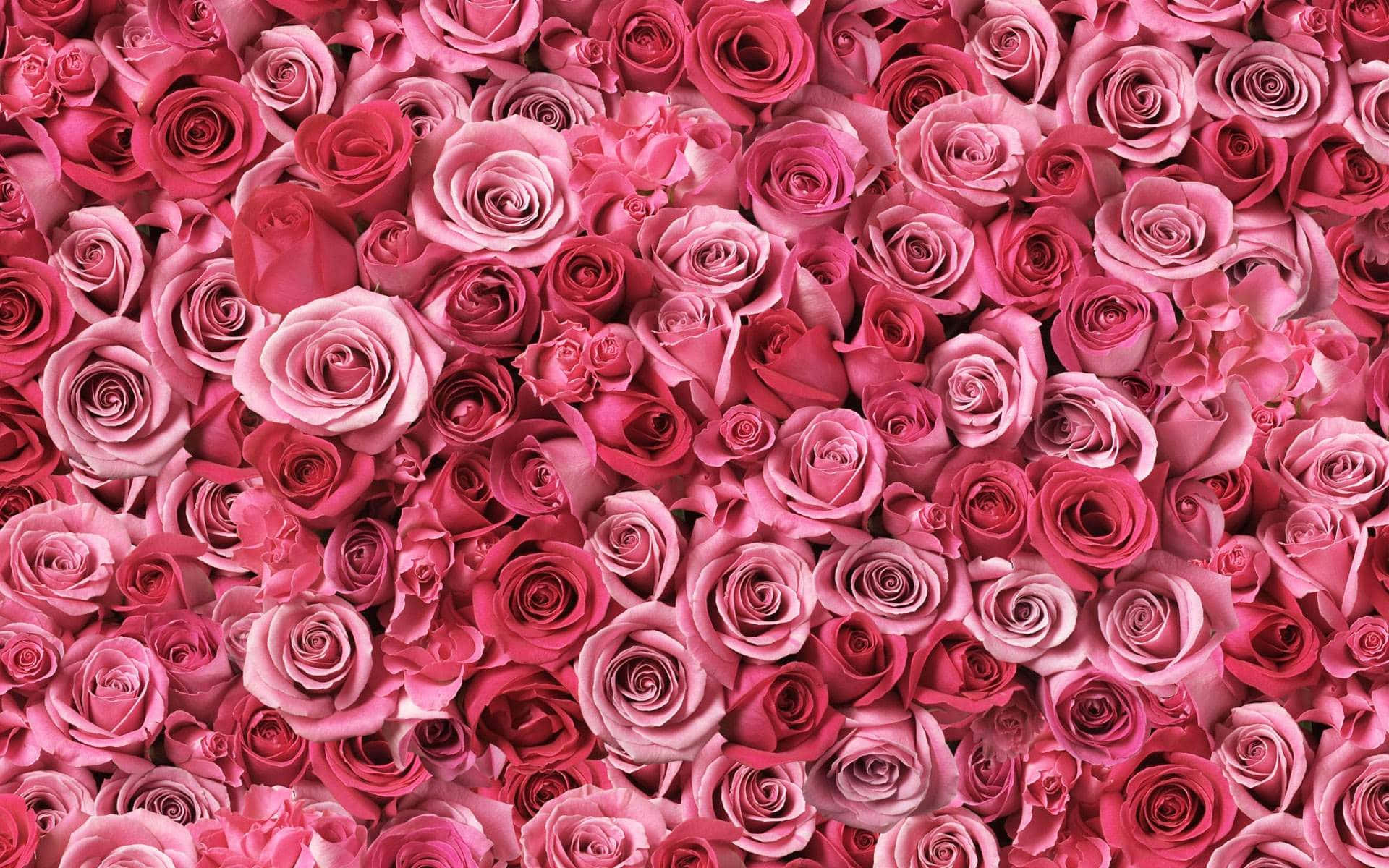 Pink Rose, Tumblr Flowers, desktop, Full HD Desktop Wallpaper