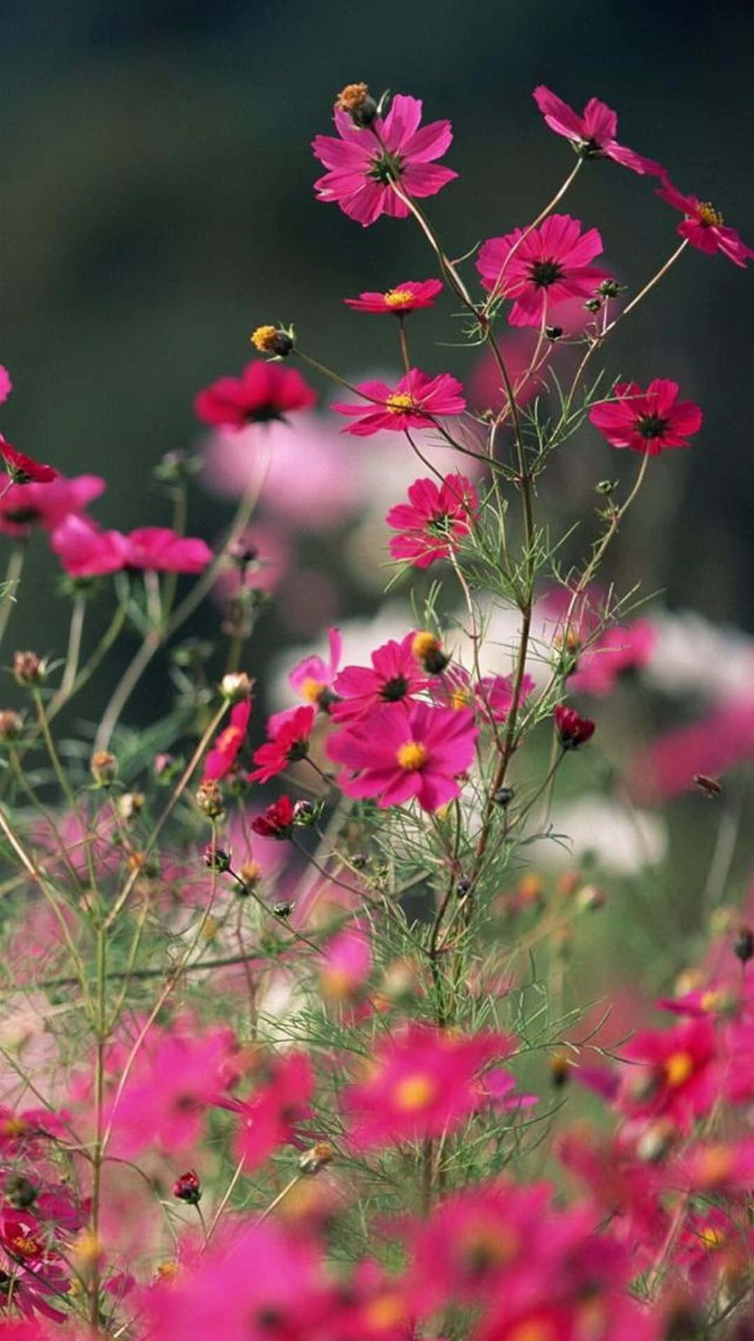 Pink Cosmos Flowers, Sunlit Meadow, Vibrant Pink, Full HD Phone Wallpaper