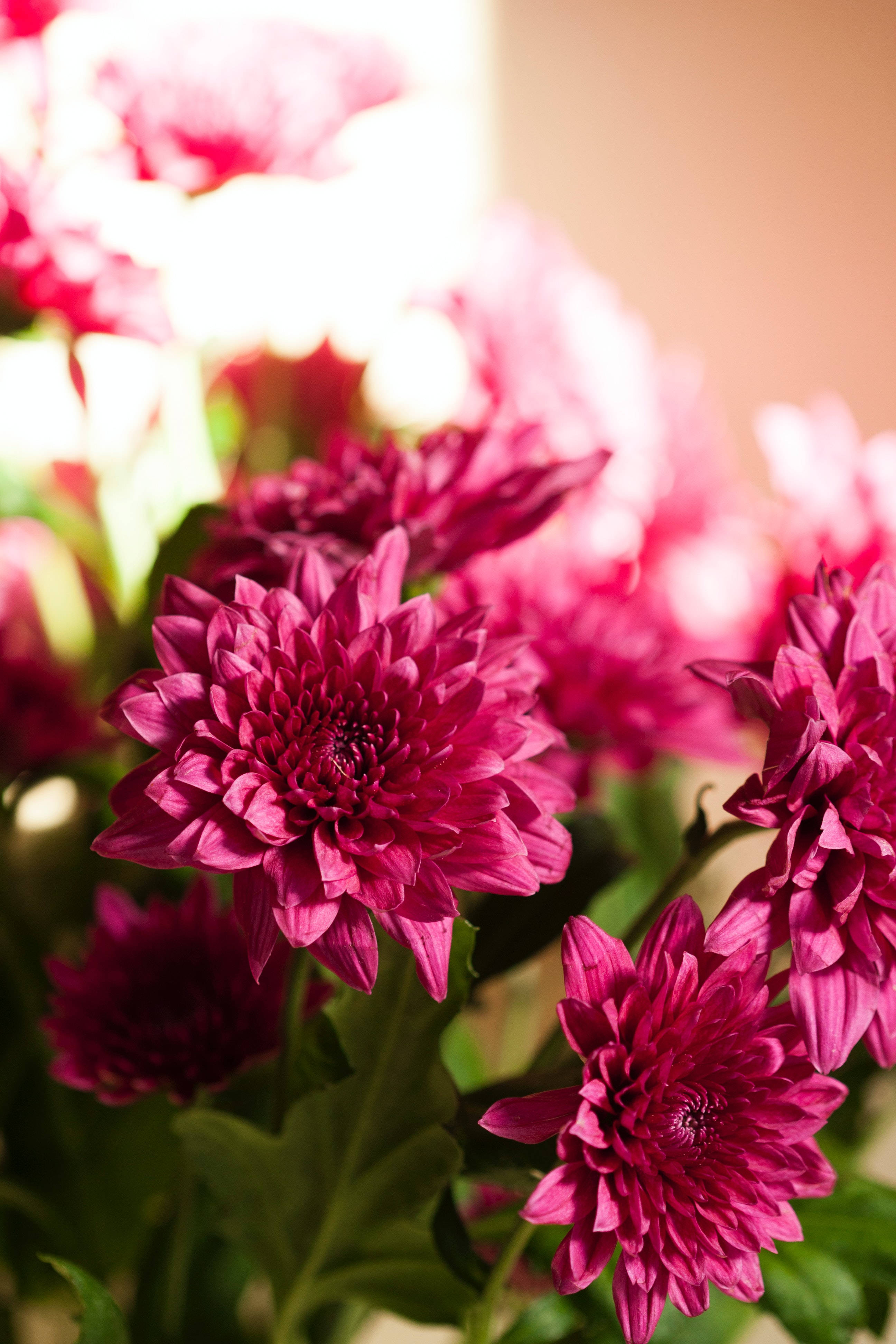 pink chrysanthemum, magenta chrysanthemums, soft focus, 4K Phone Wallpaper