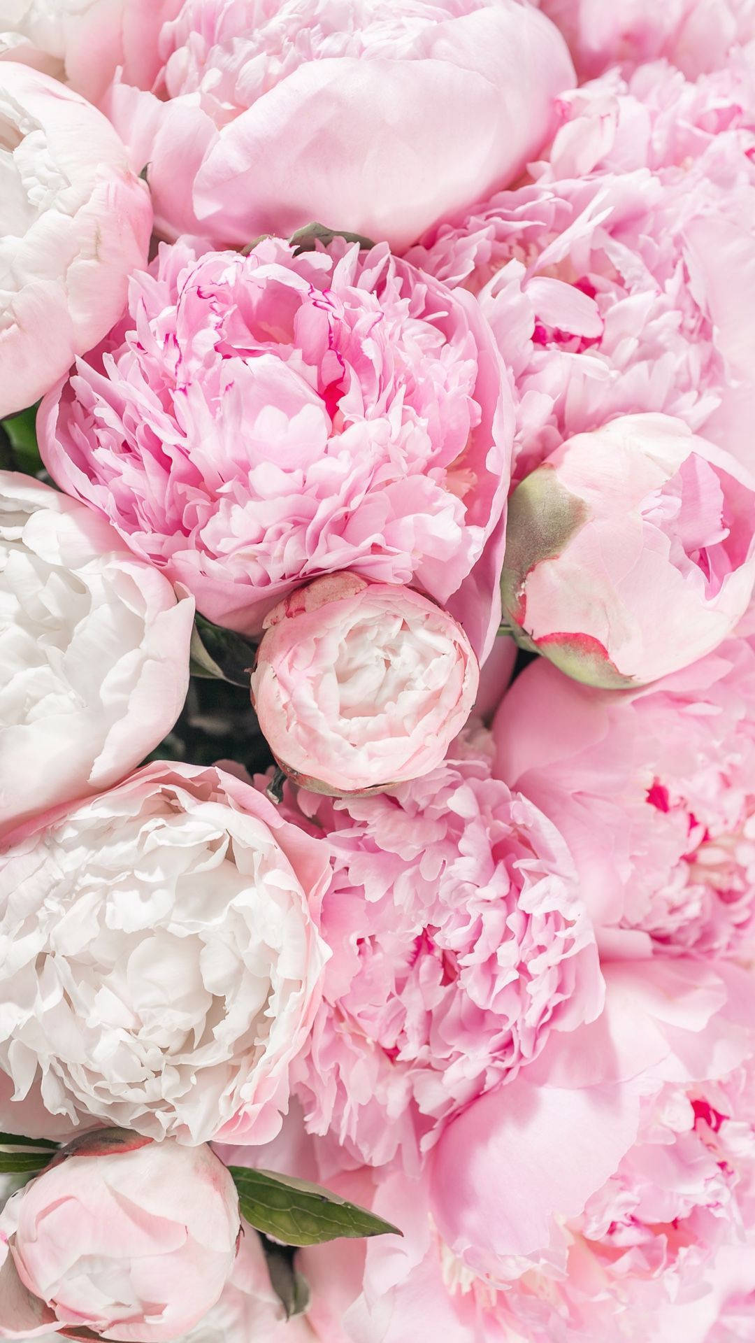 light pink peony bouquets, soft pink, white peonies, Full HD Phone Wallpaper