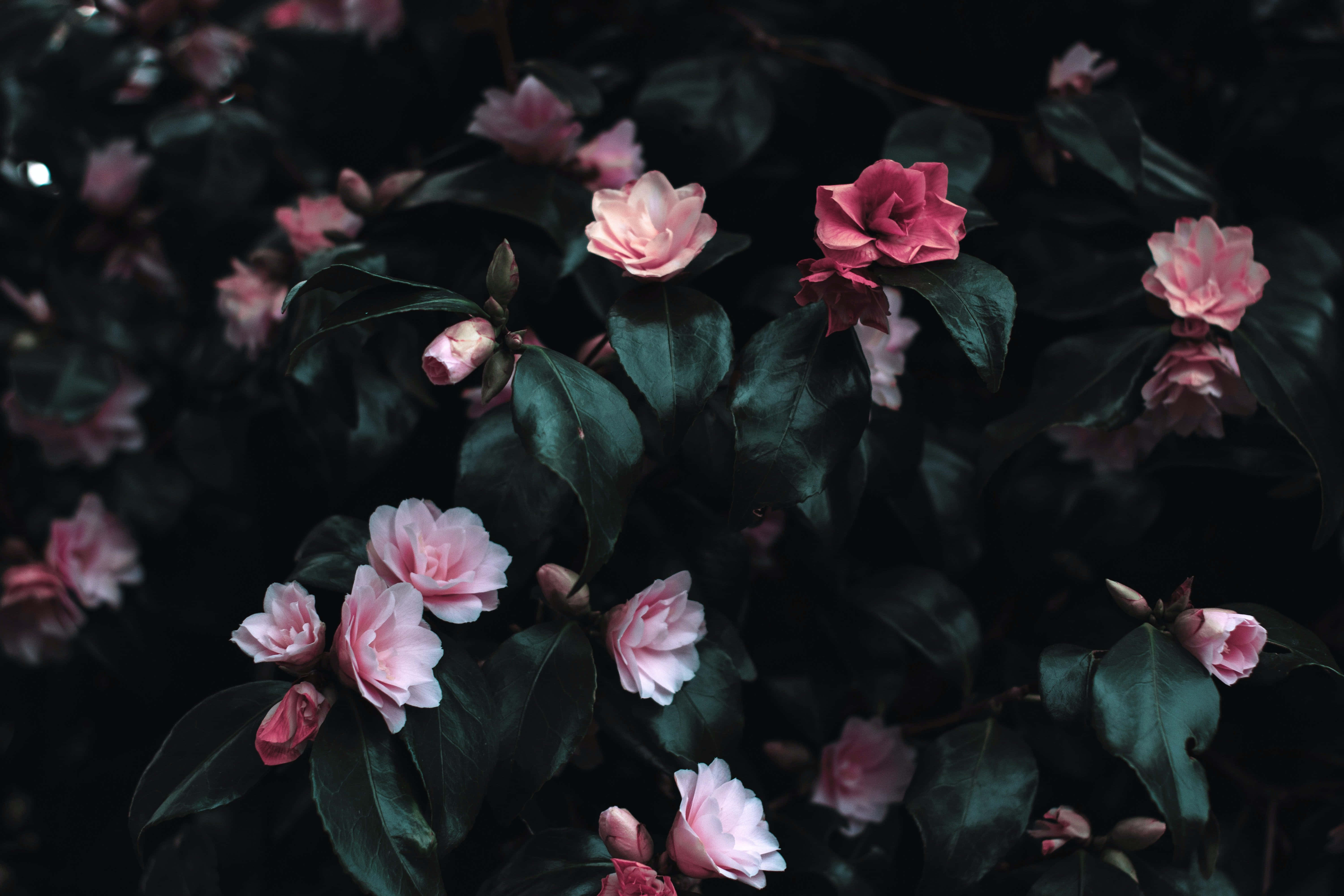 soft pink camellias, deep shadowed green leaves, moody garden scene, 5K Desktop Wallpaper
