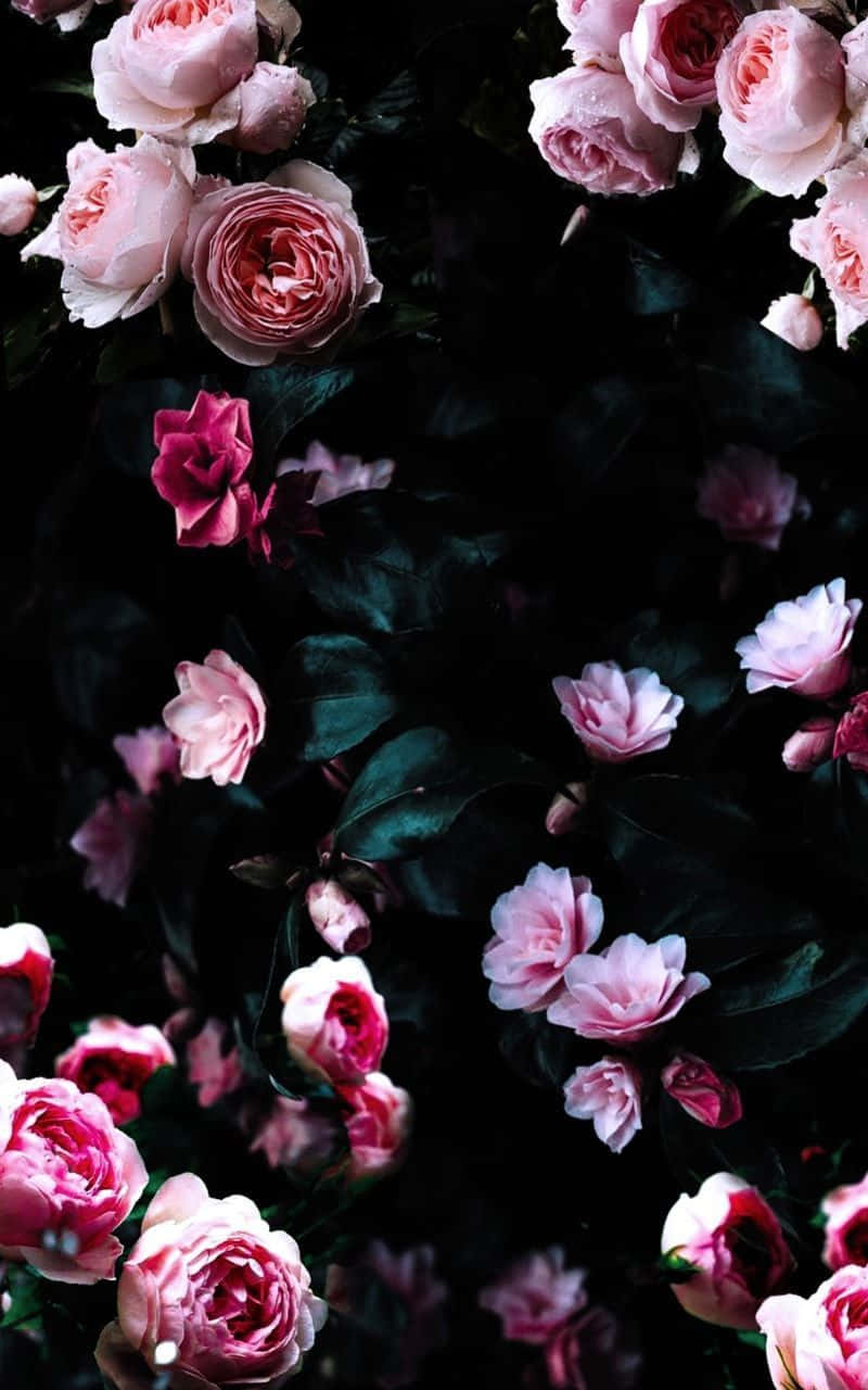 Rose, soft pink, magenta, HD Phone Wallpaper