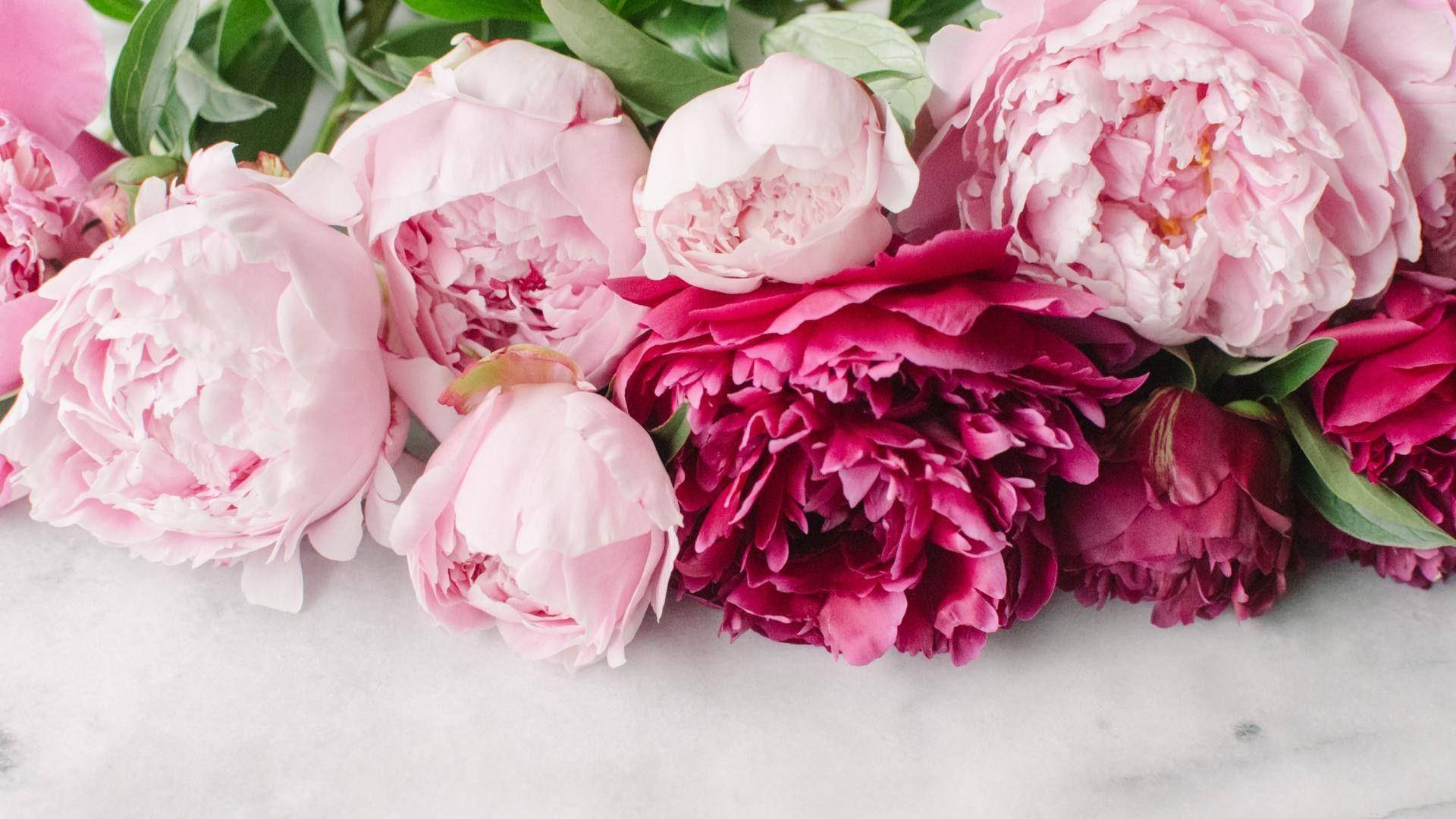 peony flowers, soft pink, deep magenta, Full HD Desktop Wallpaper
