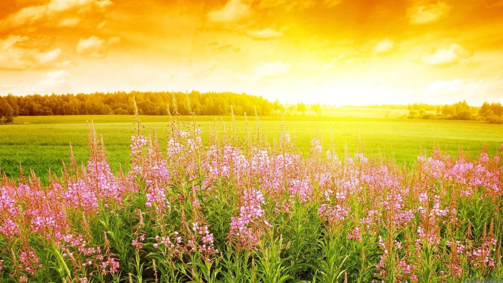 Vast Sunny Flower Field, pink wildflowers, sunlit green field, Full HD Desktop Wallpaper