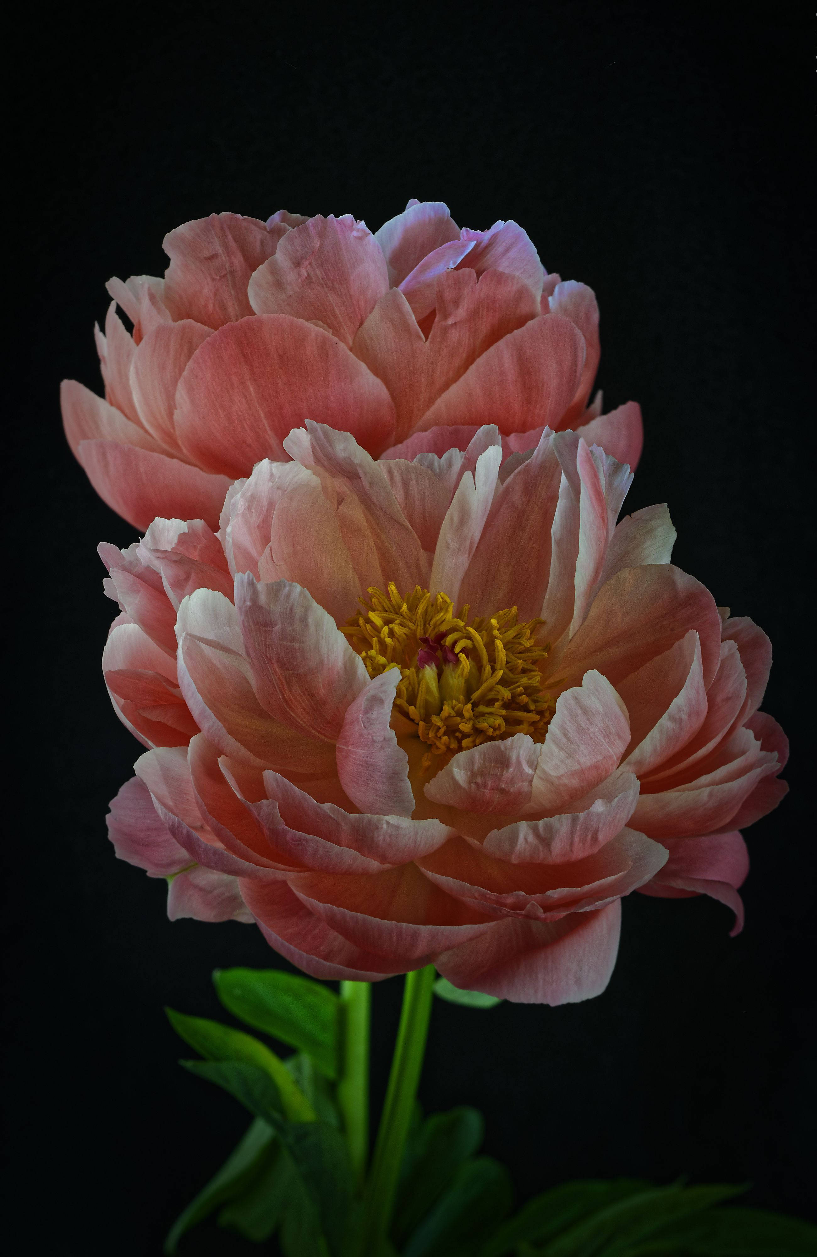 peony flowers, pink peonies, yellow centers, 4K Phone Wallpaper