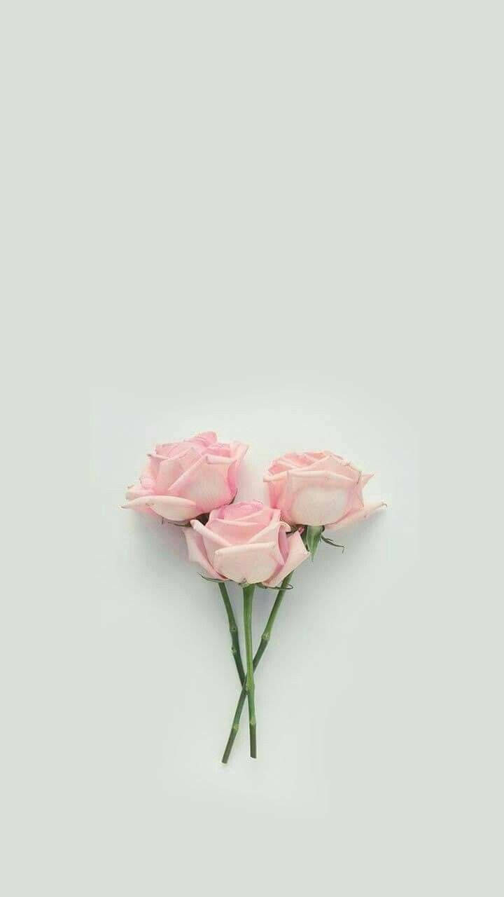 three pink roses, green stems, heart shape, HD Phone Wallpaper