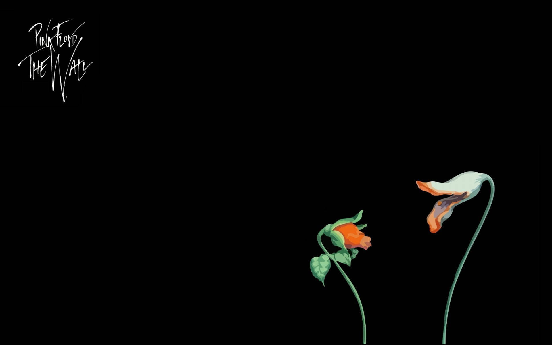 Pink Floyd The Wall, two flowers, orange and white petals, Full HD Desktop Wallpaper