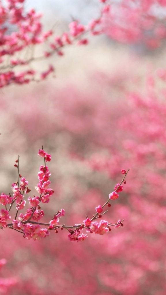 plum blossoms, pink girl iPhone, spring atmosphere, SD Phone Wallpaper