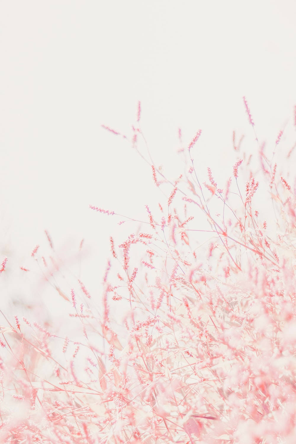 Pink Girl iPhone, soft pink grasses, pale sky, HD Phone Wallpaper