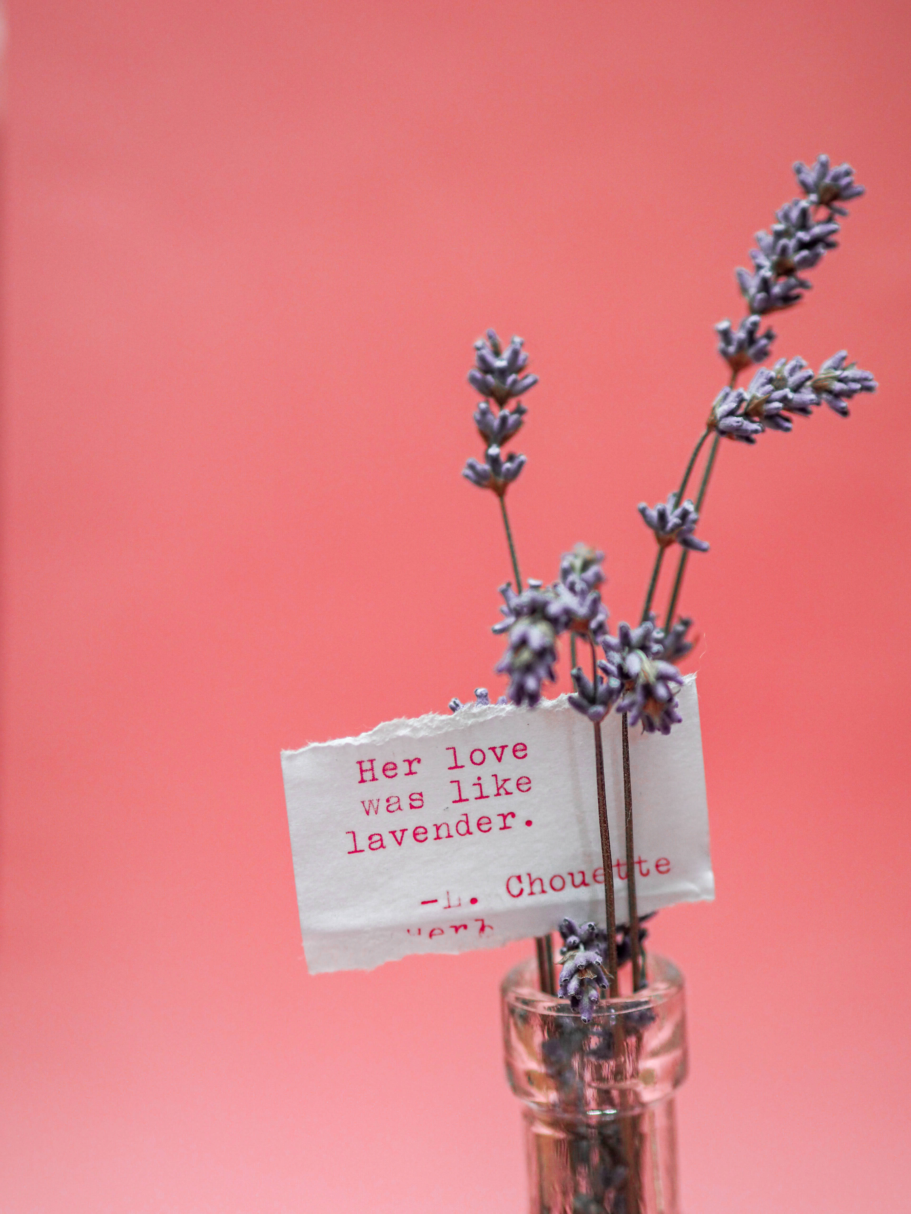 orange backdrop, pink girl iphone, dried lavender sprigs, 4K Phone Wallpaper
