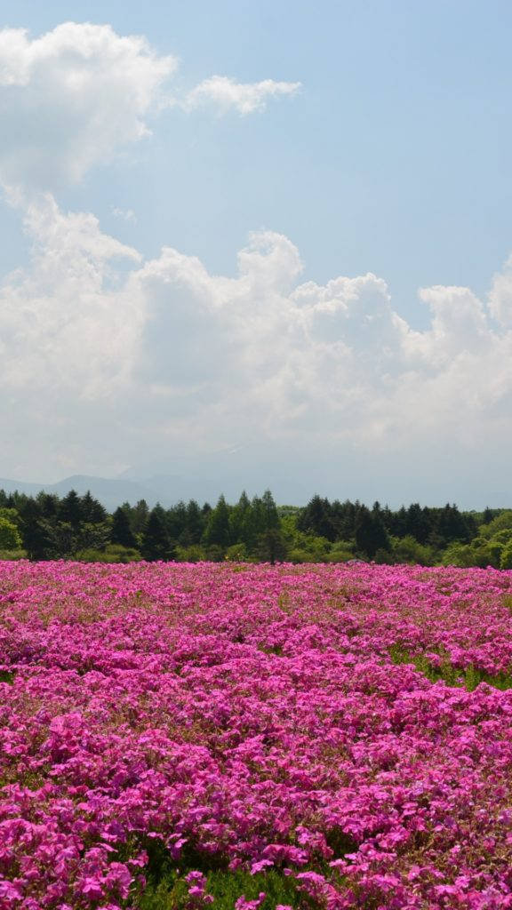 Pink Girl iPhone, vibrant pink flowers, bright blue sky, SD Phone Wallpaper