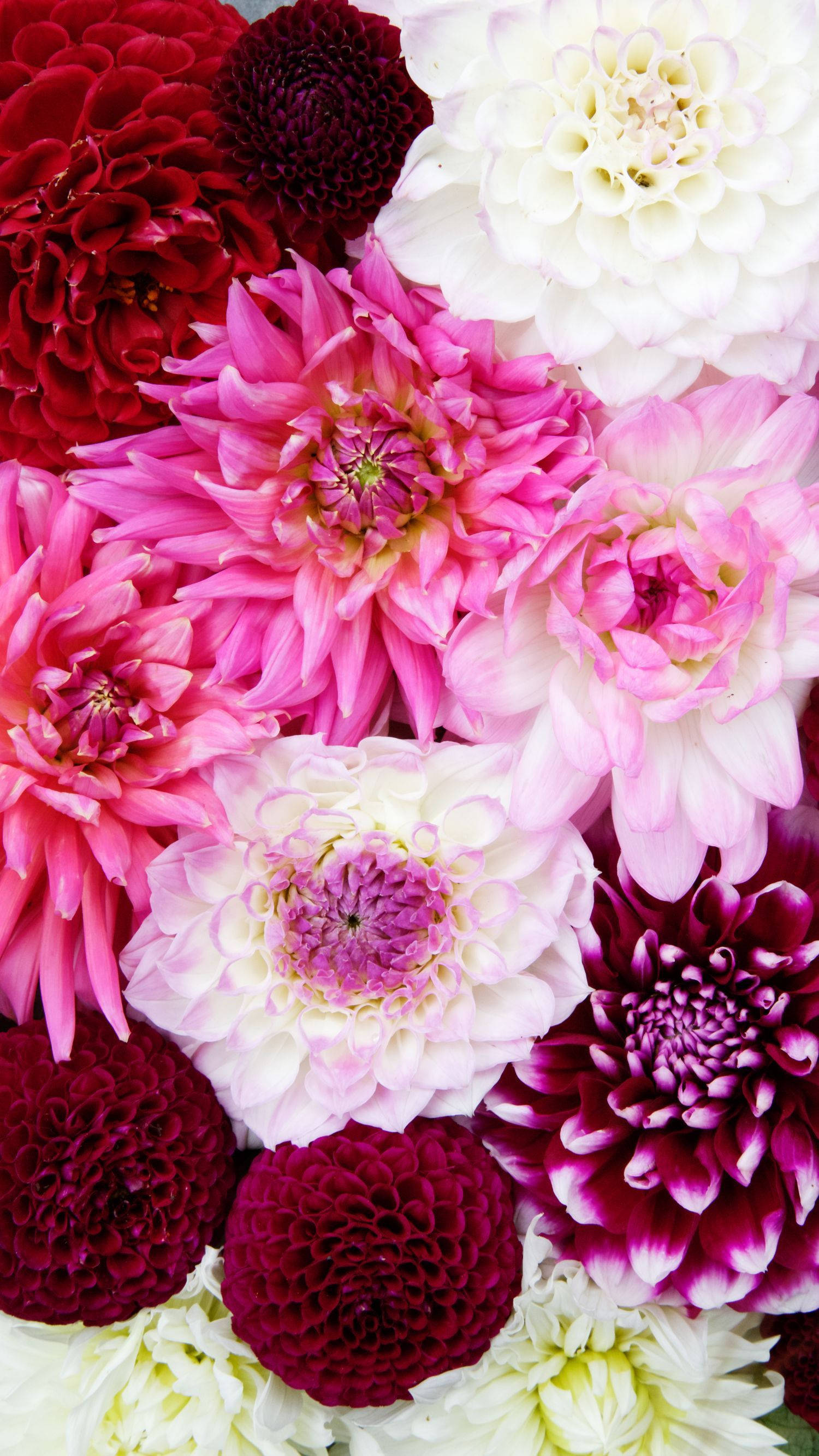Pink Girl iPhone, dahlia blooms, rich pinks, 2K Phone Wallpaper