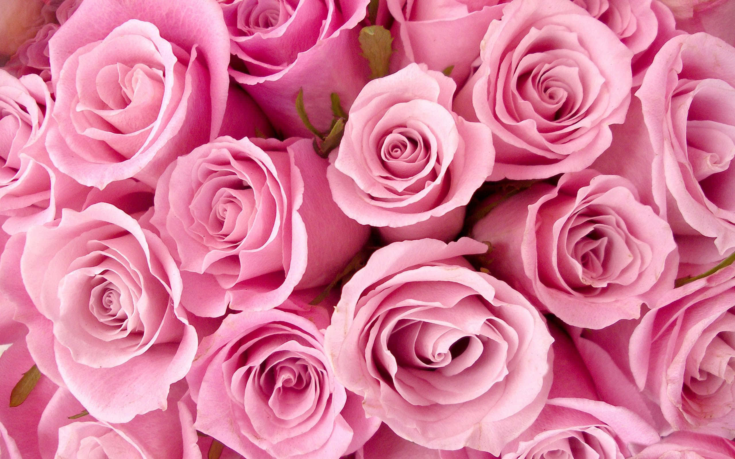 soft pink roses, delicate layered petals, subtle green stems, 2K Desktop Wallpaper
