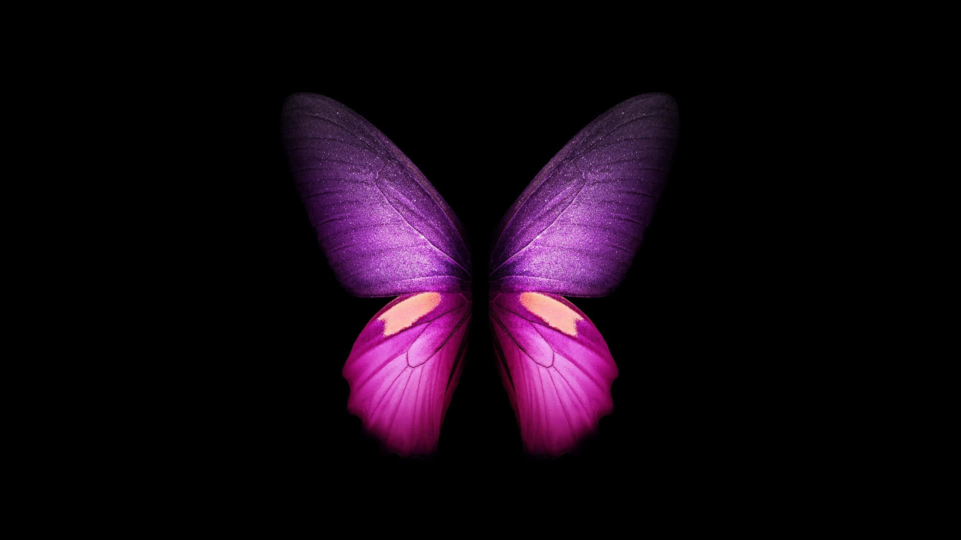 Pink Glitter Butterfly, vibrant purple and pink, glowing wingtips, Full HD Desktop Wallpaper