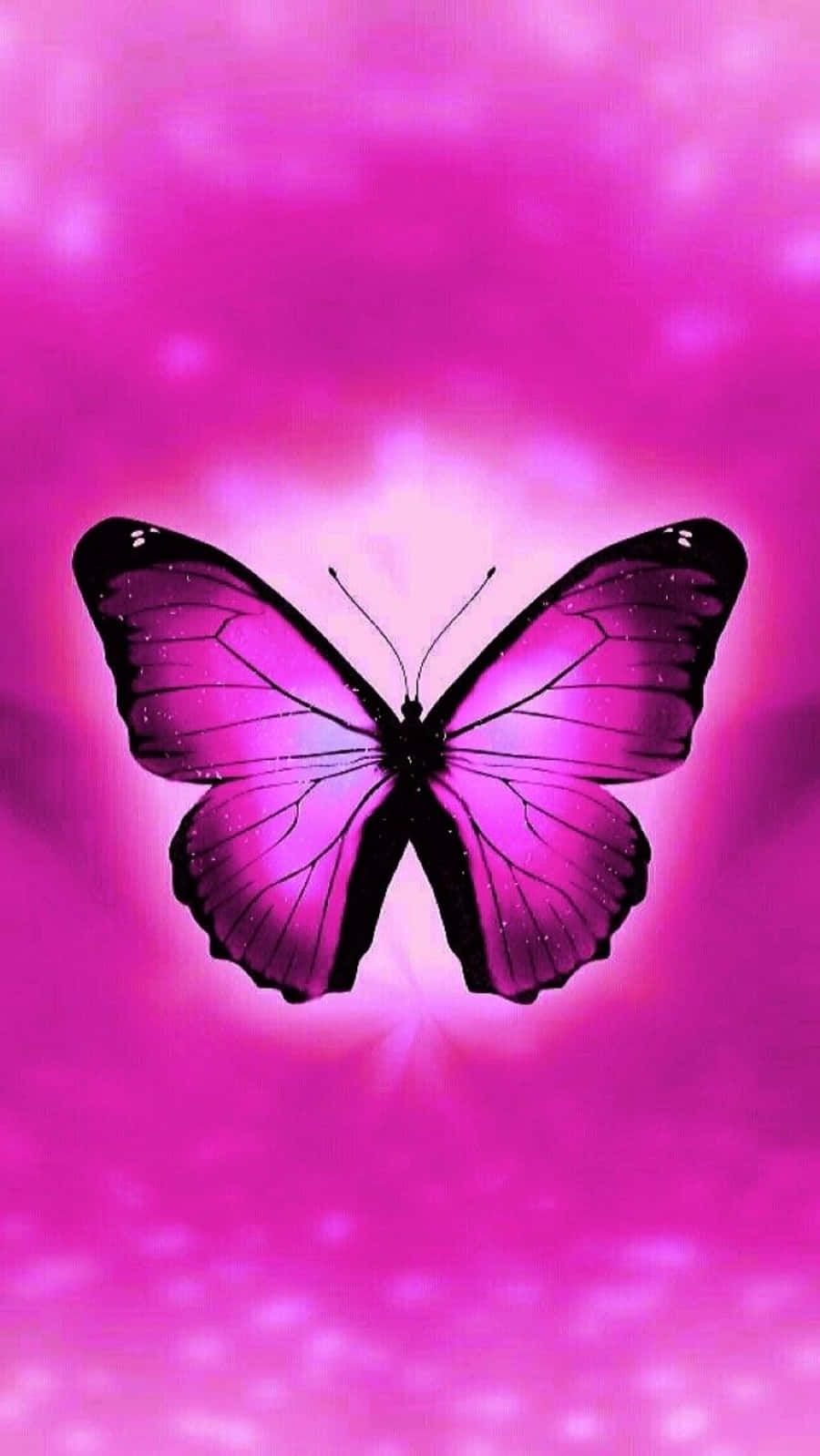 vibrant purple butterfly, black edges, glowing pink bokeh background, HD Phone Wallpaper