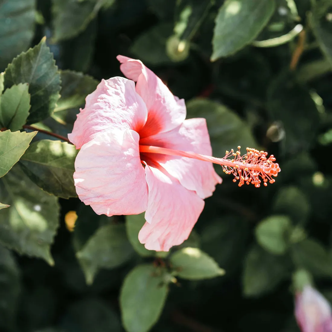 Pink Hibiscus