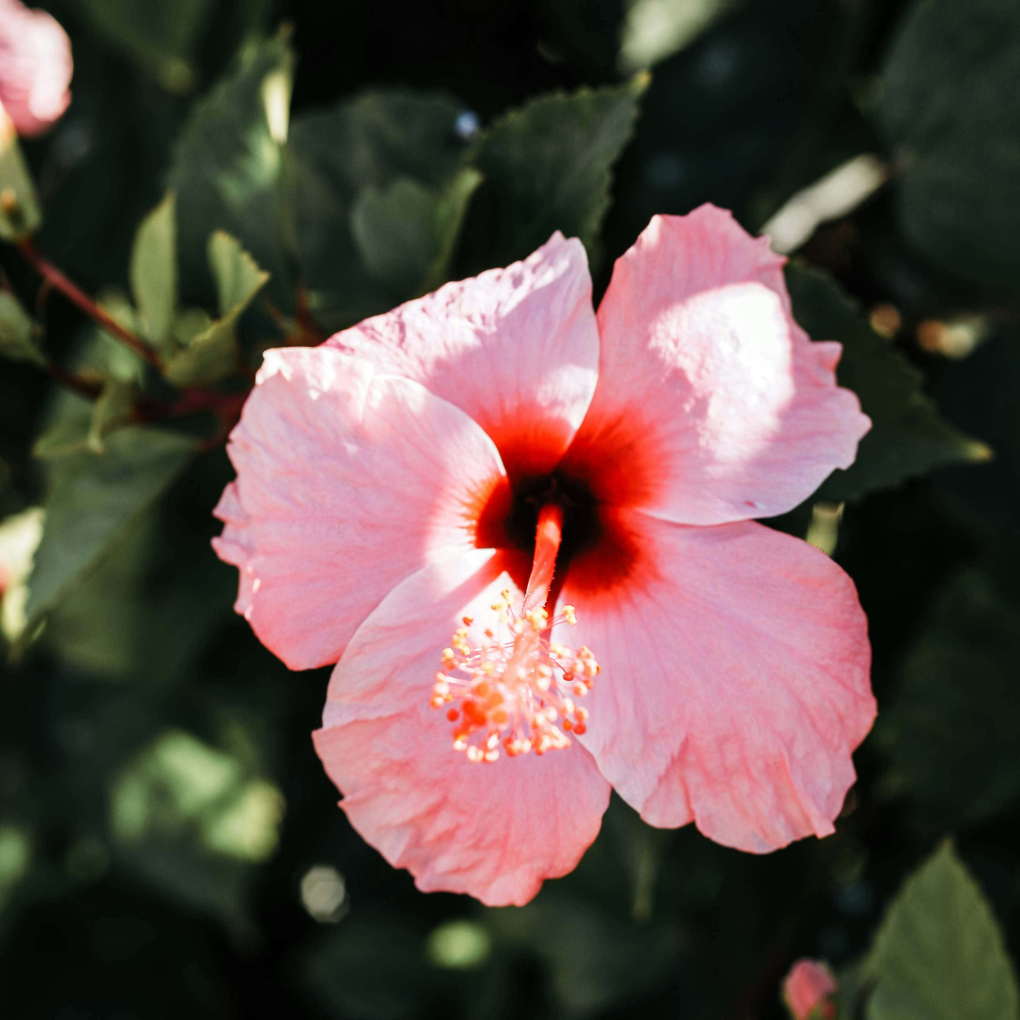 vibrant pink hibiscus flower, deep red center, lush green leaves, 2K Desktop Wallpaper