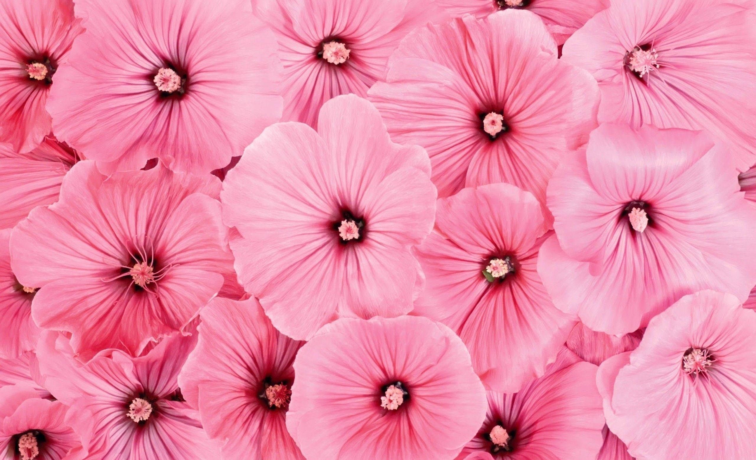 Pink Hibiscus, soft pink hibiscus flowers, dark centers, 2K Desktop Wallpaper