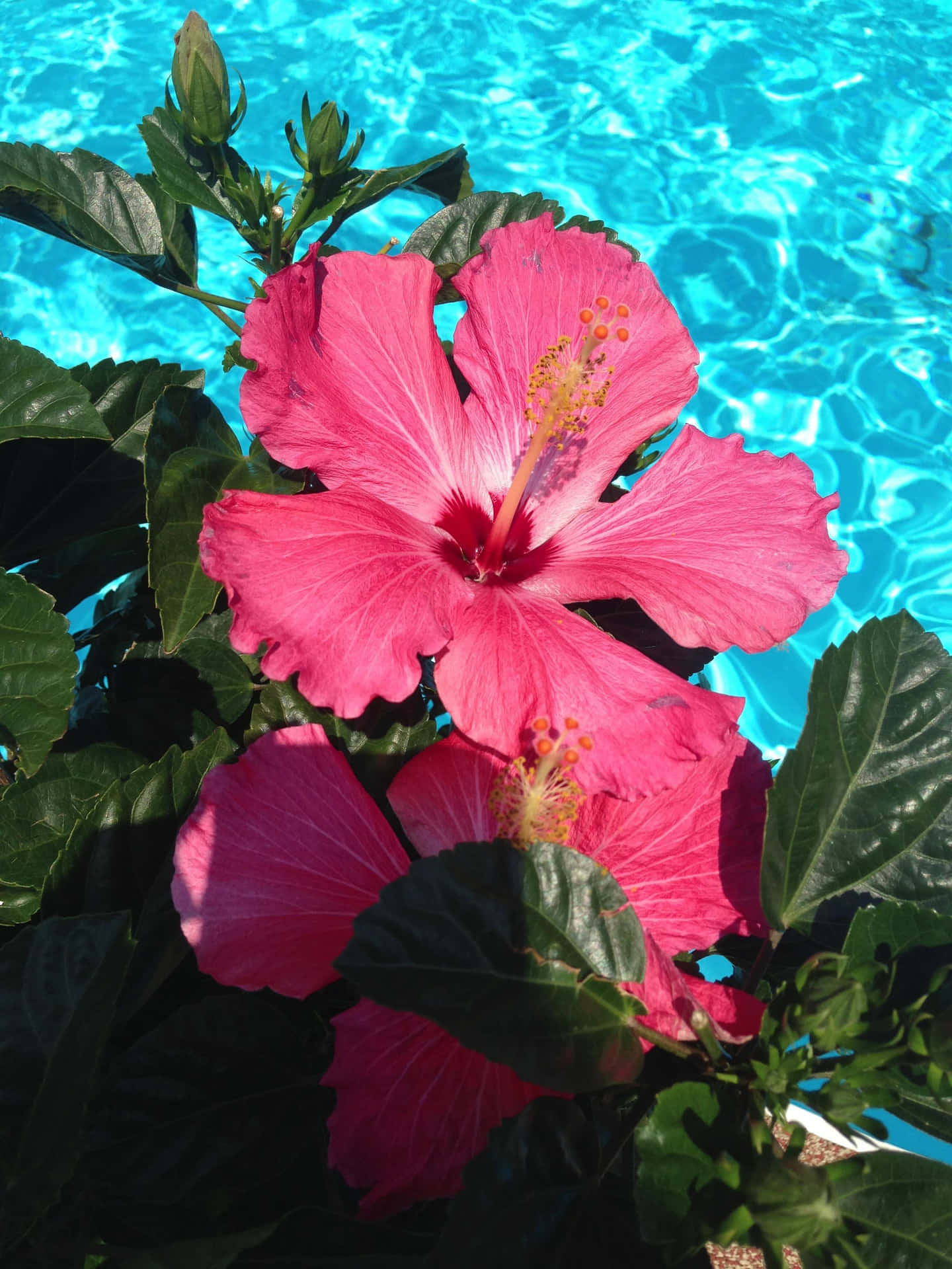 Vibrant pink hibiscus, yellow stamens, sparkling turquoise swimming pool, Full HD Phone Wallpaper
