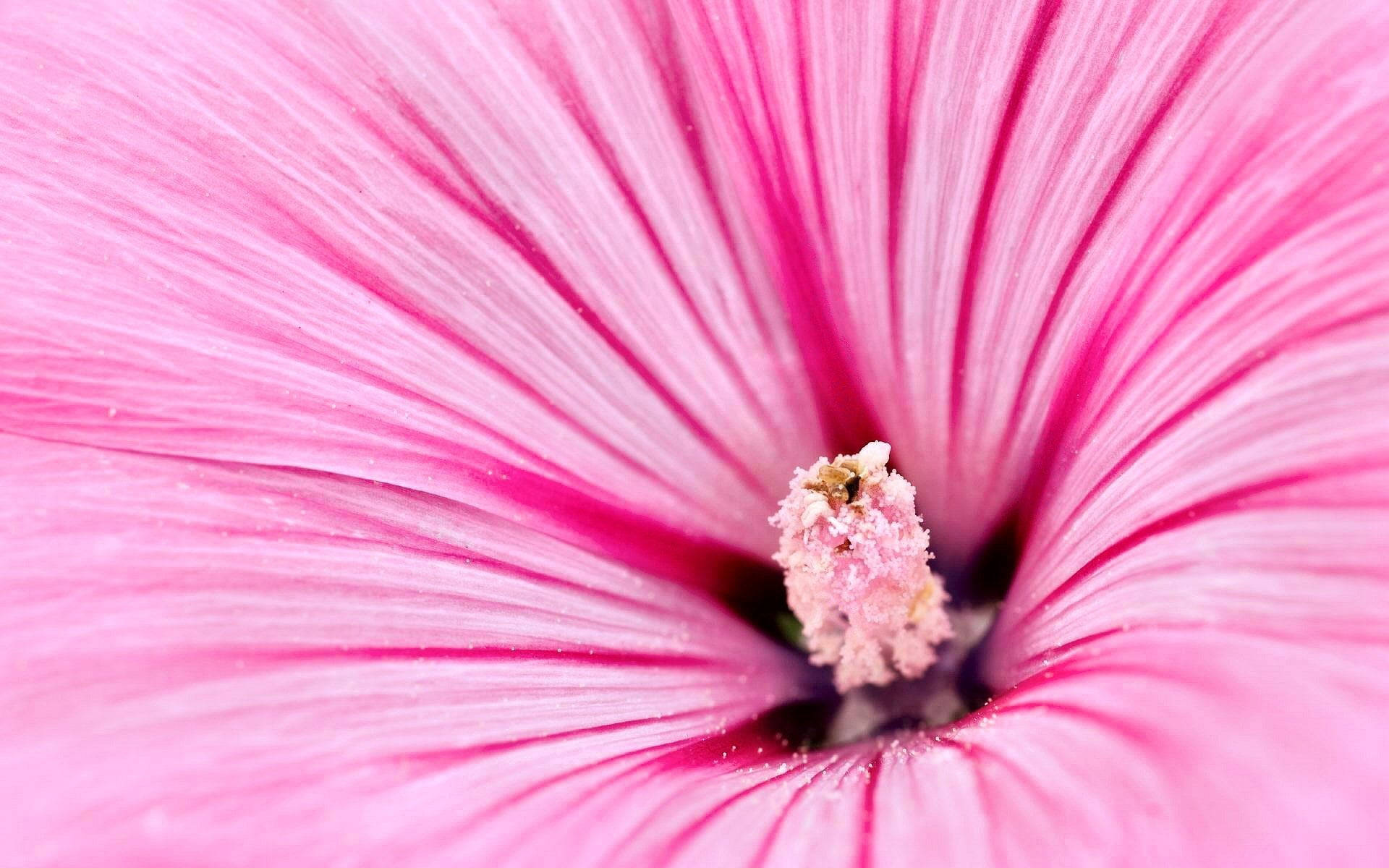 solid pastel pink hibiscus, vibrant pink hibiscus flower, delicate veined petals, Full HD Desktop Wallpaper