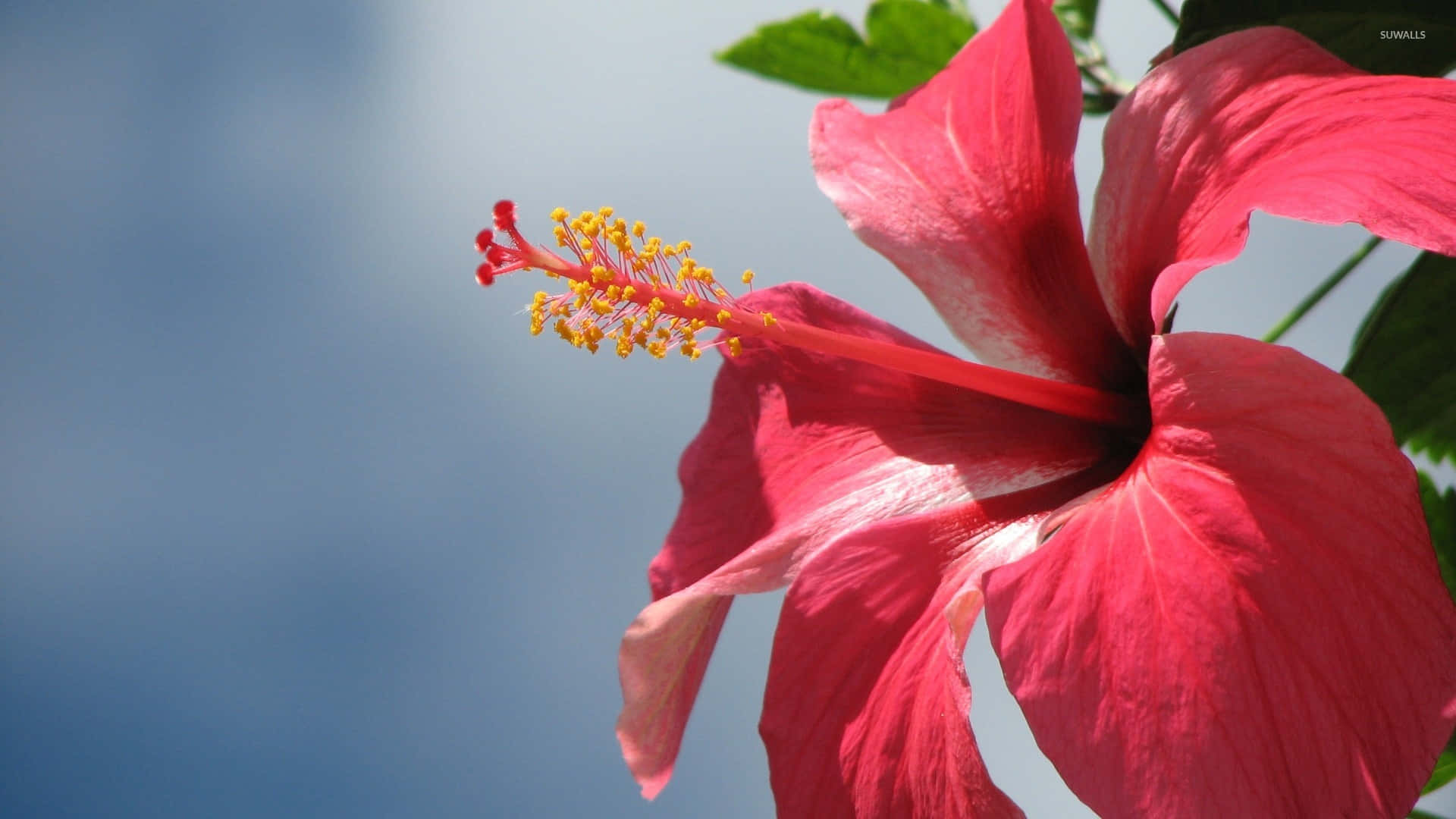 vibrant red hibiscus flower, yellow stamens, soft blue sky, Full HD Desktop Wallpaper