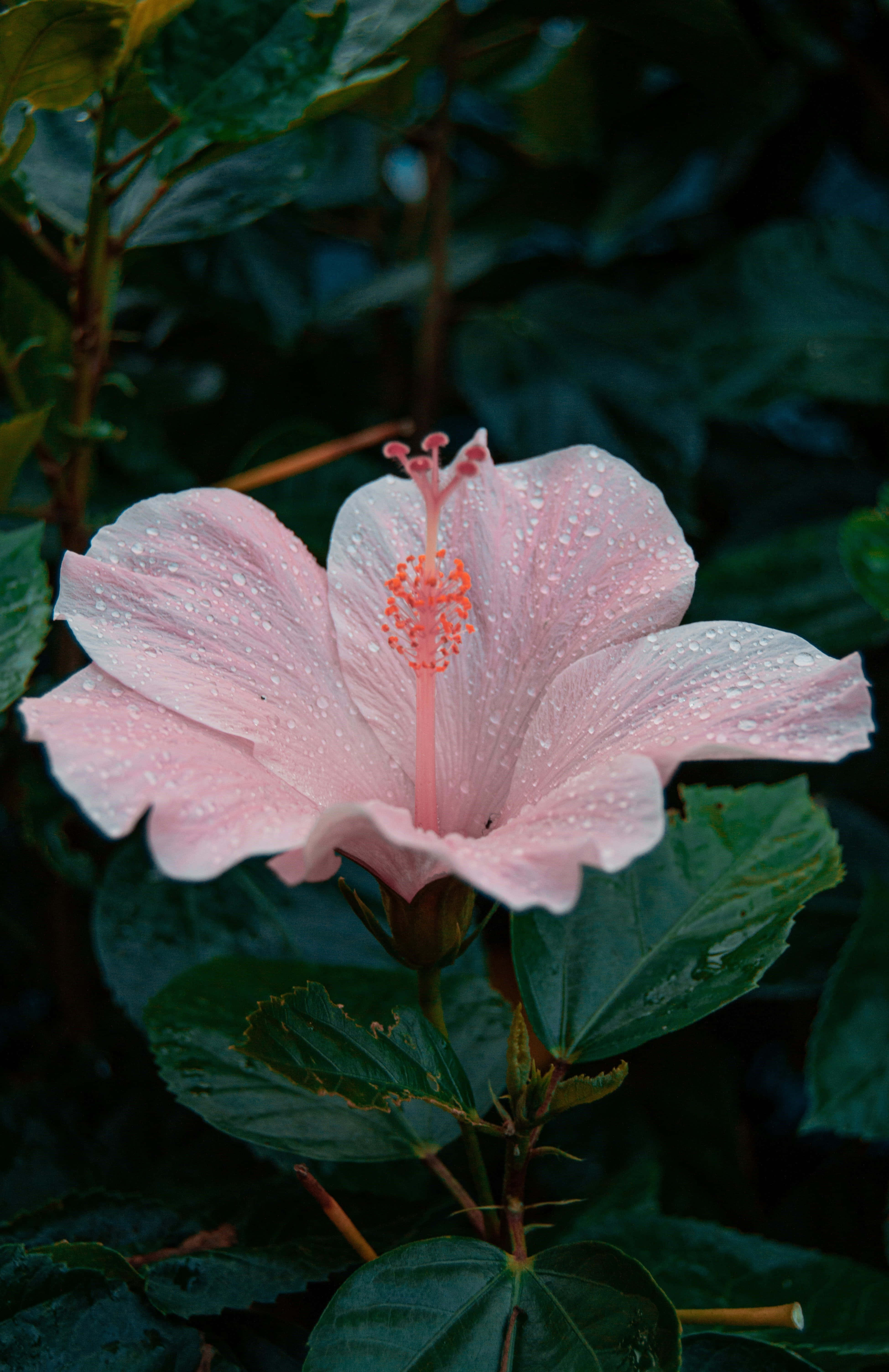 dewy pink hibiscus flower, deep green foliage, dewdrops, 5K Phone Wallpaper