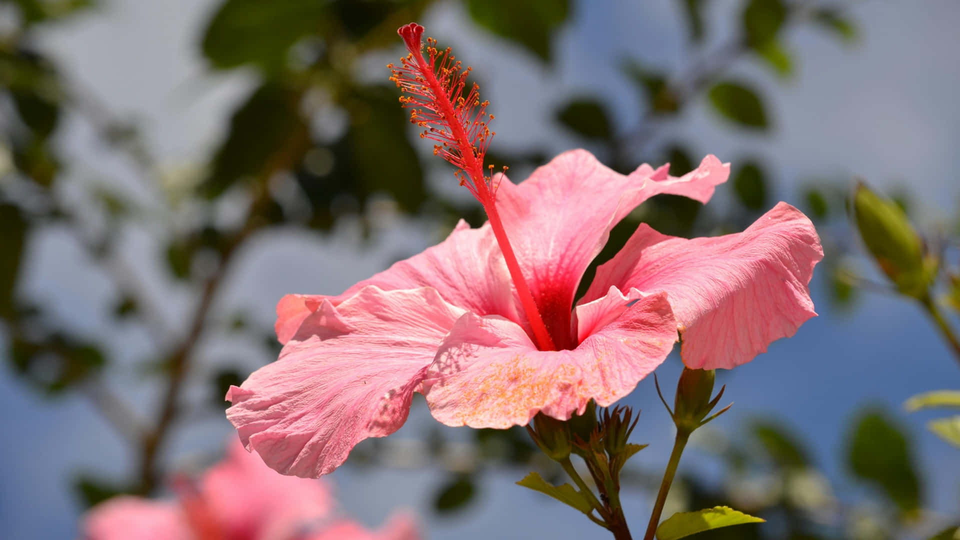 pink hibiscus flower, red stamen, soft blue sky, Full HD Desktop Wallpaper