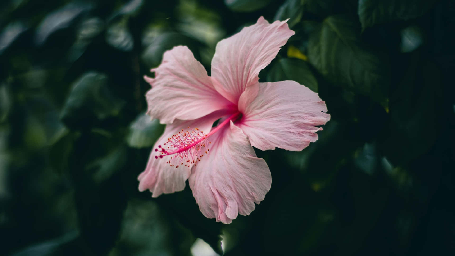 Pink Hibiscus Flower, soft pink hibiscus flower, vibrant red stamen, Full HD Desktop Wallpaper