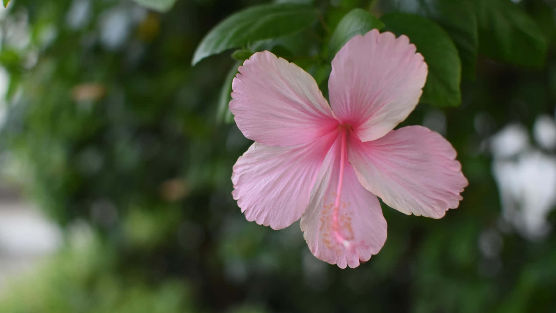 Pink Hibiscus Flower, ruffled petals, vibrant stamen, Full HD Desktop Wallpaper