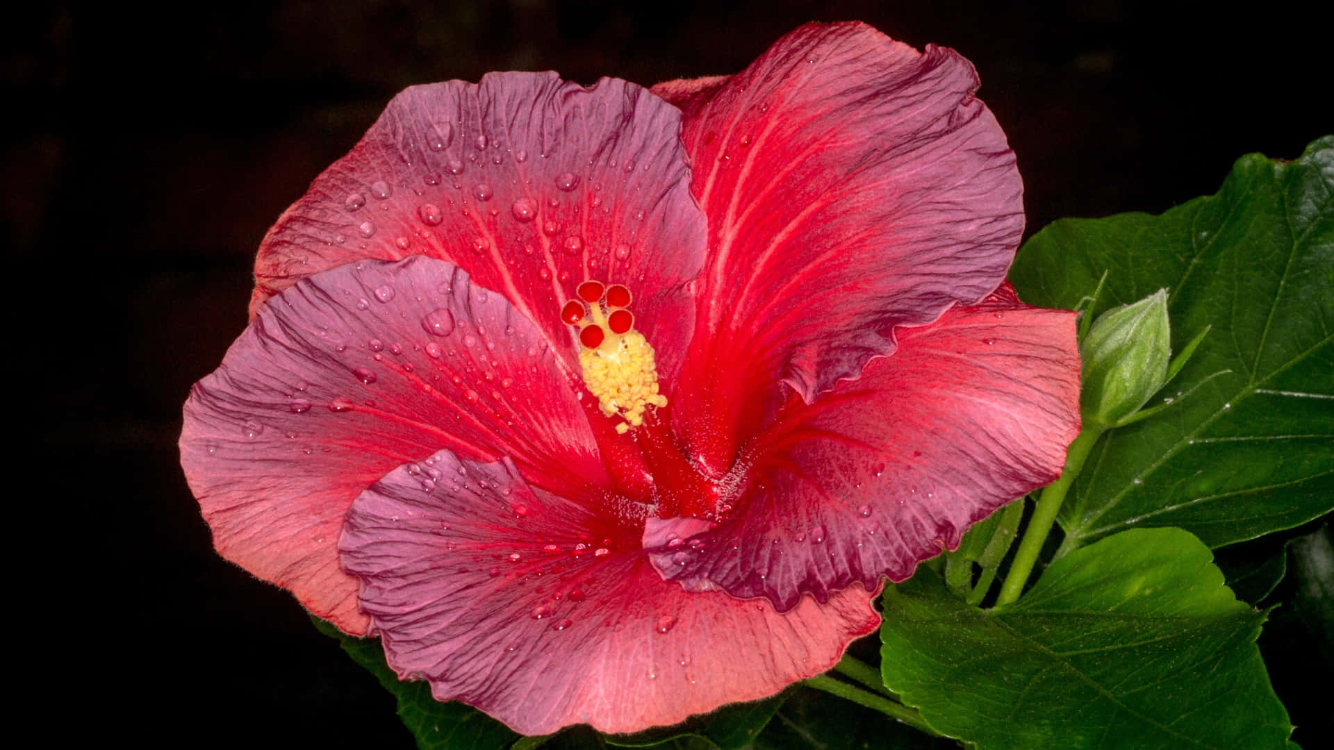 Pink Hibiscus, vibrant red hibiscus flower, dew drops, Full HD Desktop Wallpaper