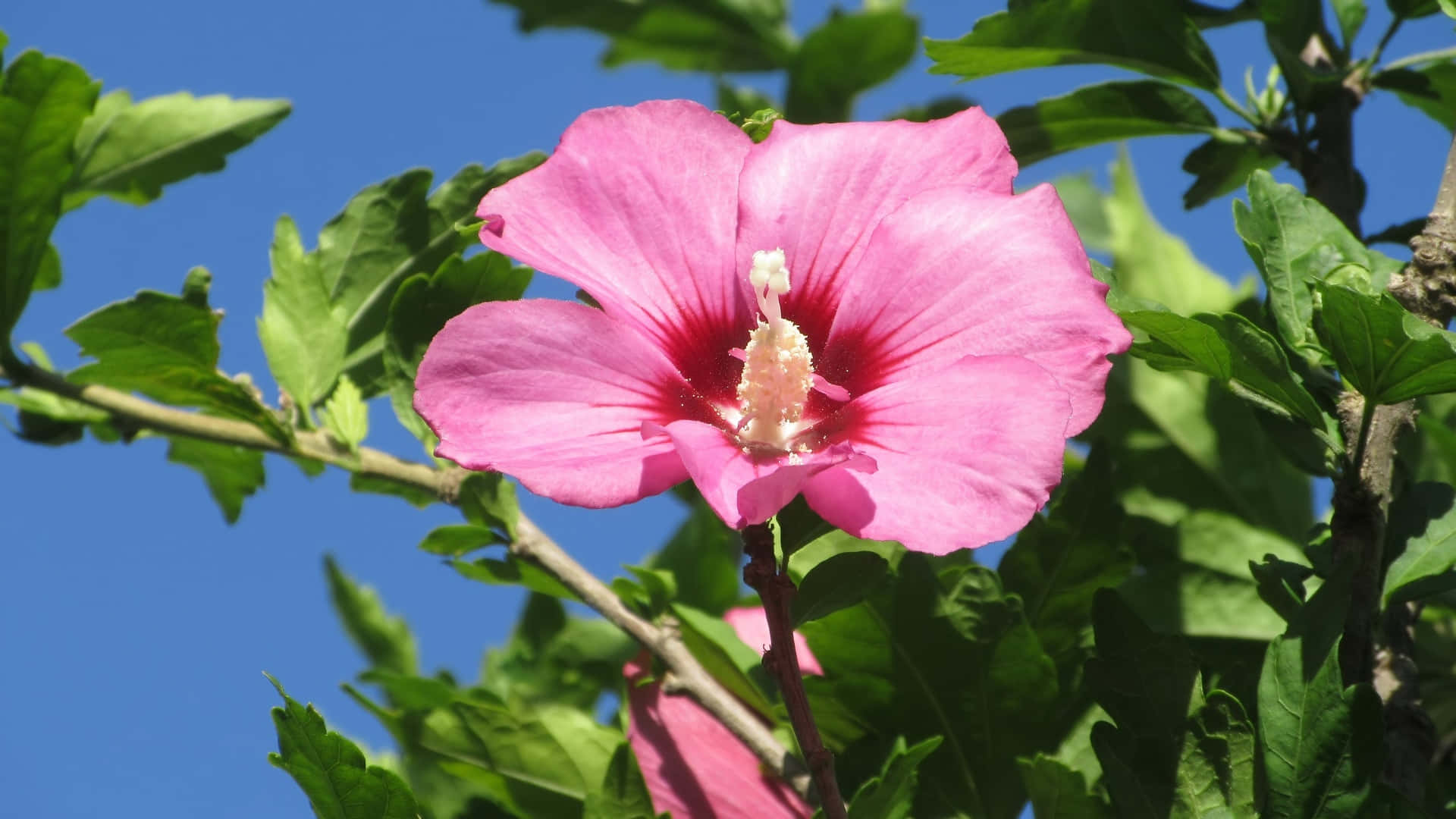 pink hibiscus flower, clear blue sky, lush green leaves, Full HD Desktop Wallpaper