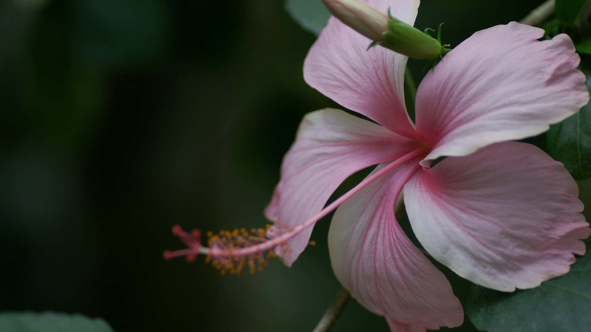 pink hibiscus flower, white edges, dark green blurred background, Full HD Desktop Wallpaper