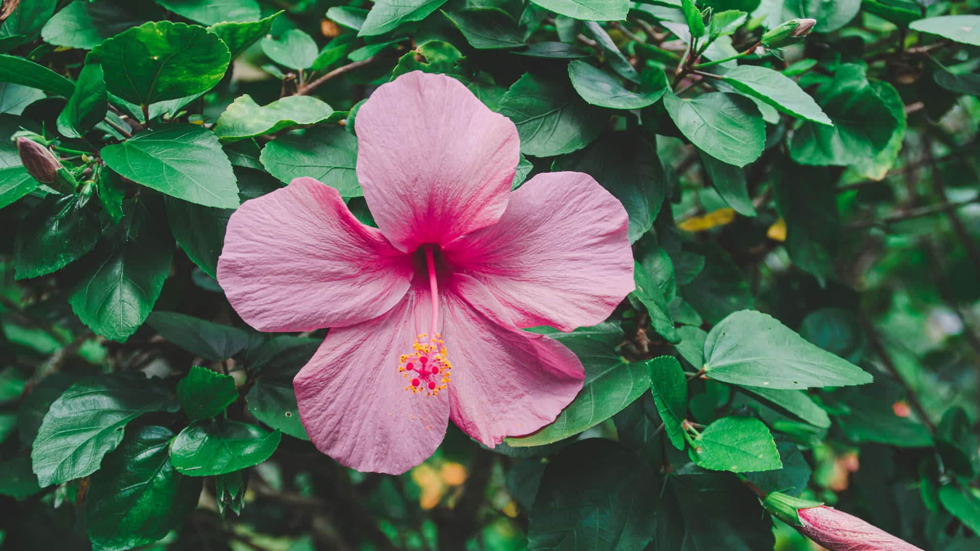 pink hibiscus flower, lush green foliage, soft natural lighting, Full HD Desktop Wallpaper